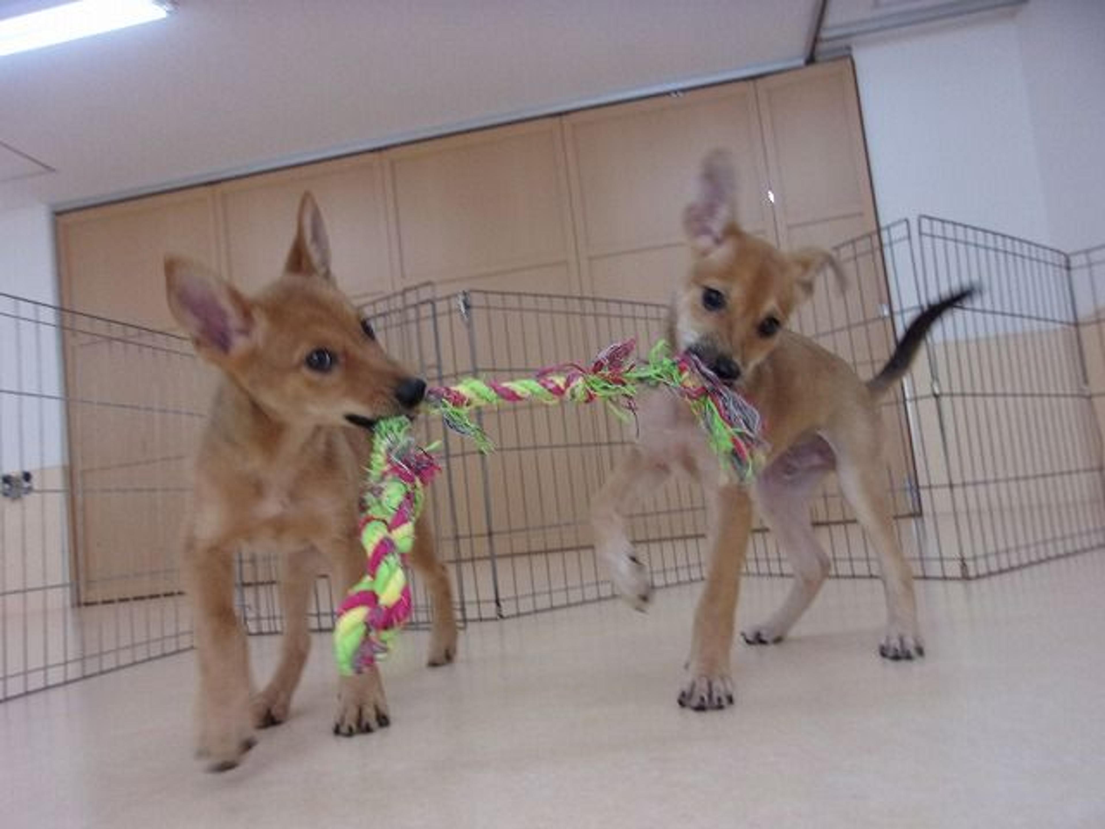 pet-image-5