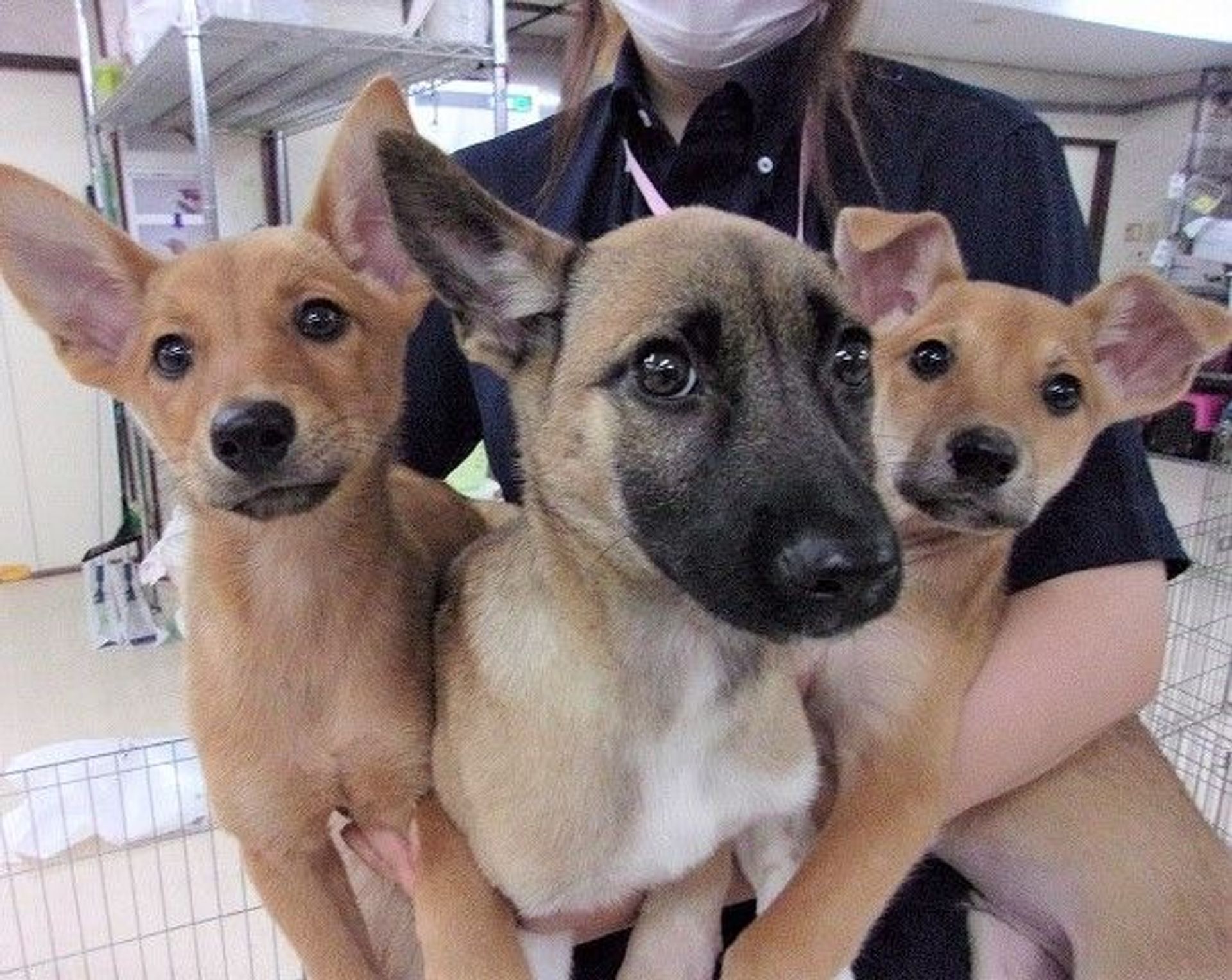 雑種（ミックス犬）・オスの里親募集の写真