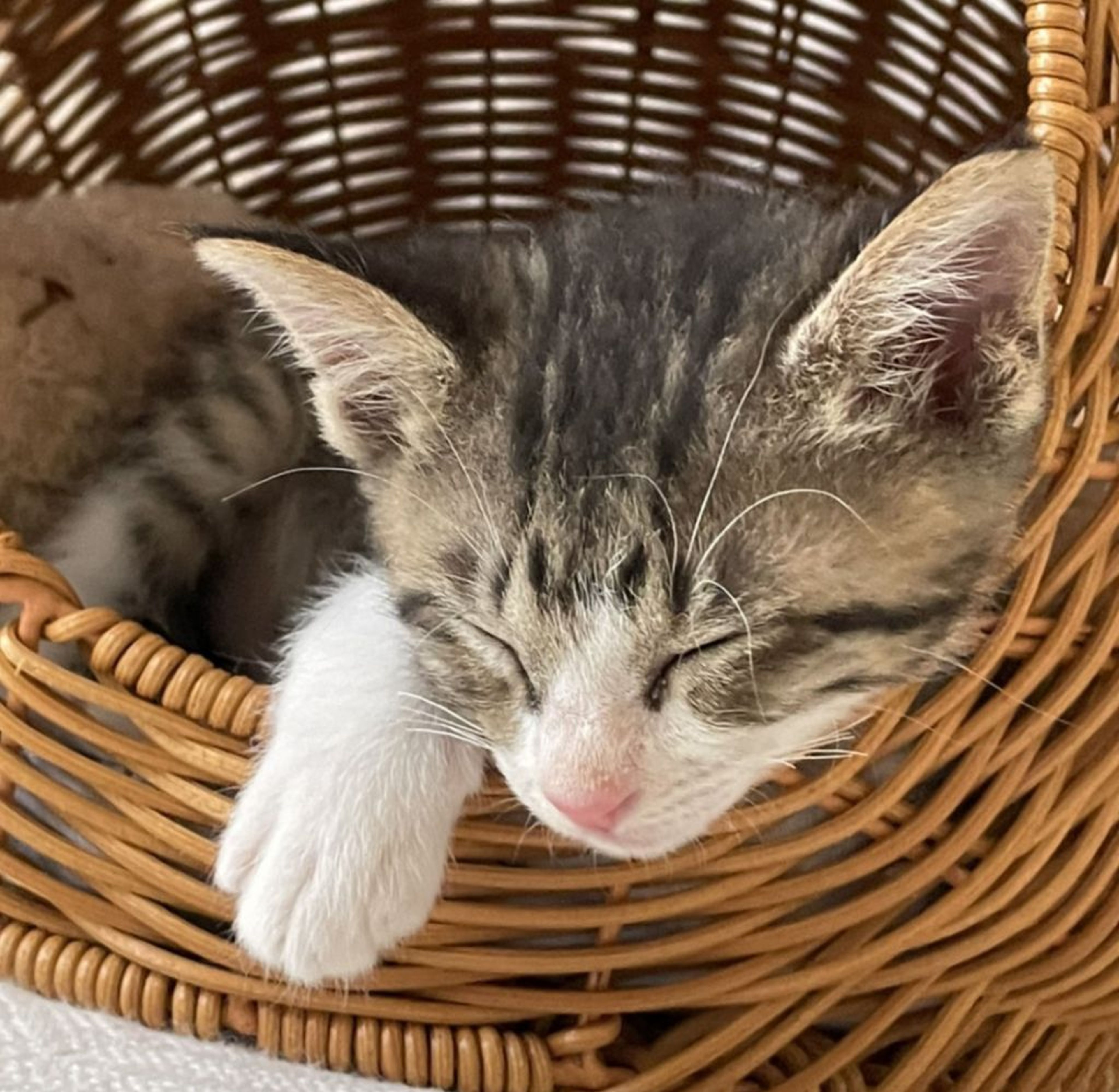 pet-image-2
