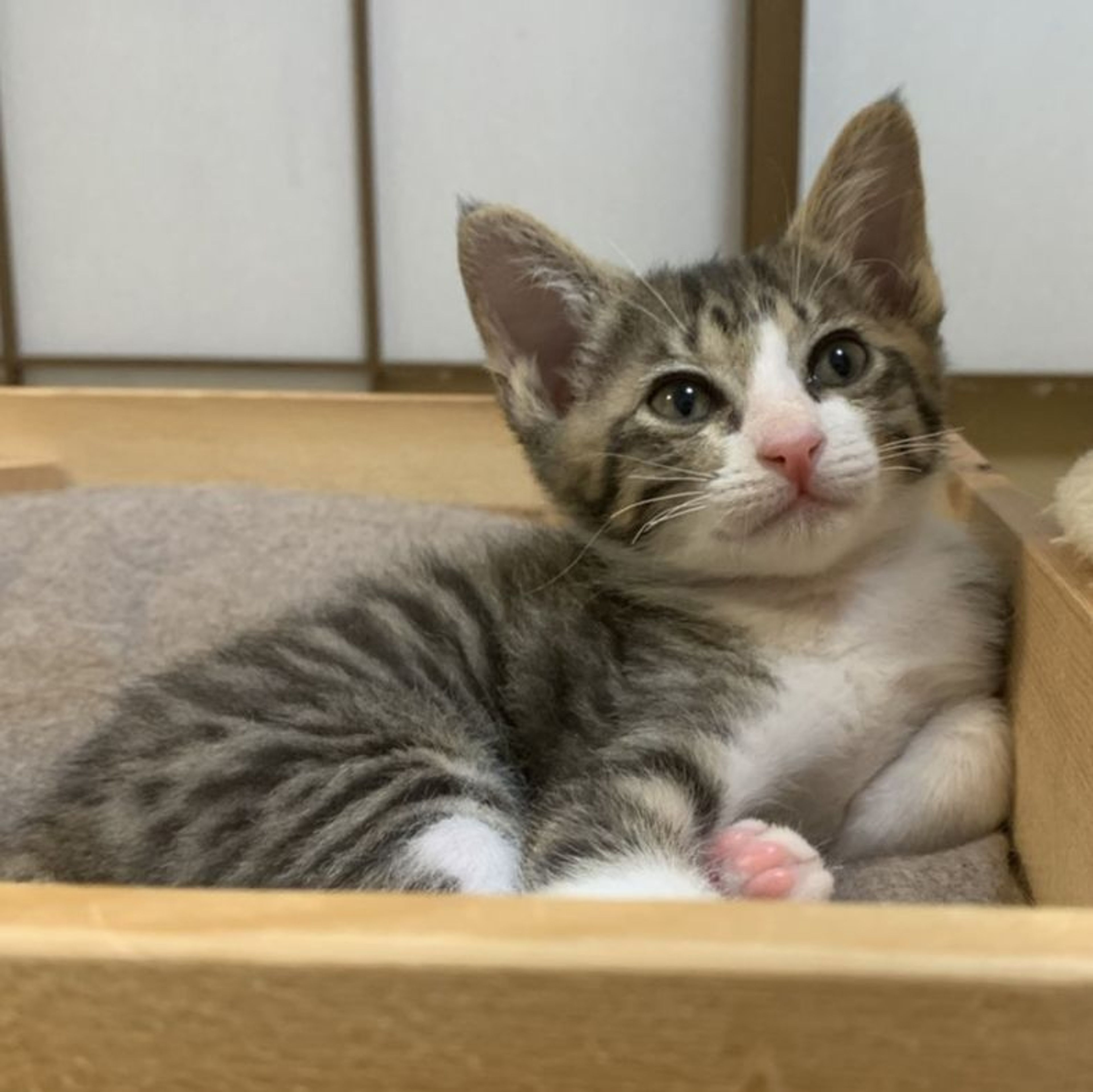 pet-image-3