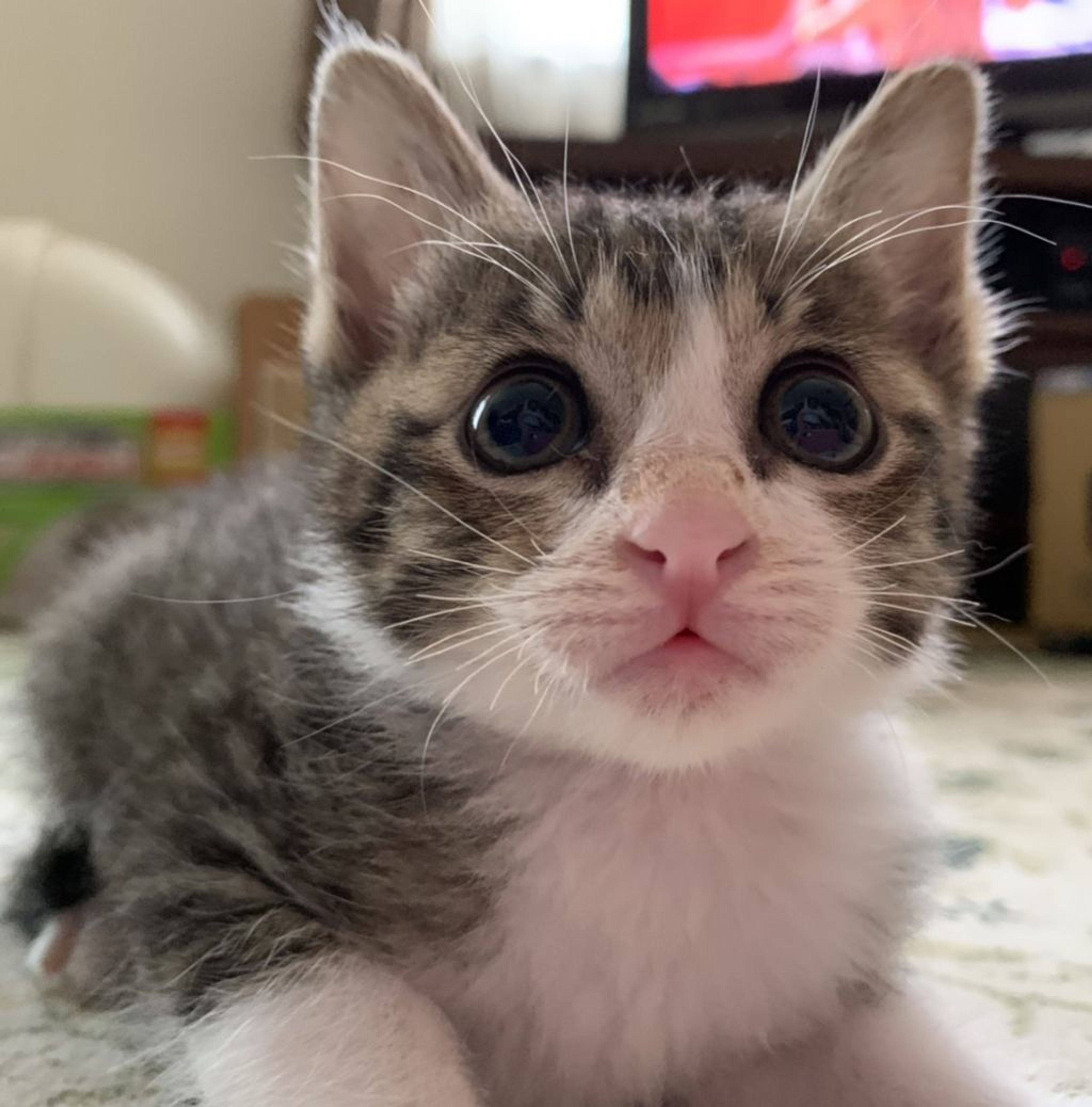 pet-image-4