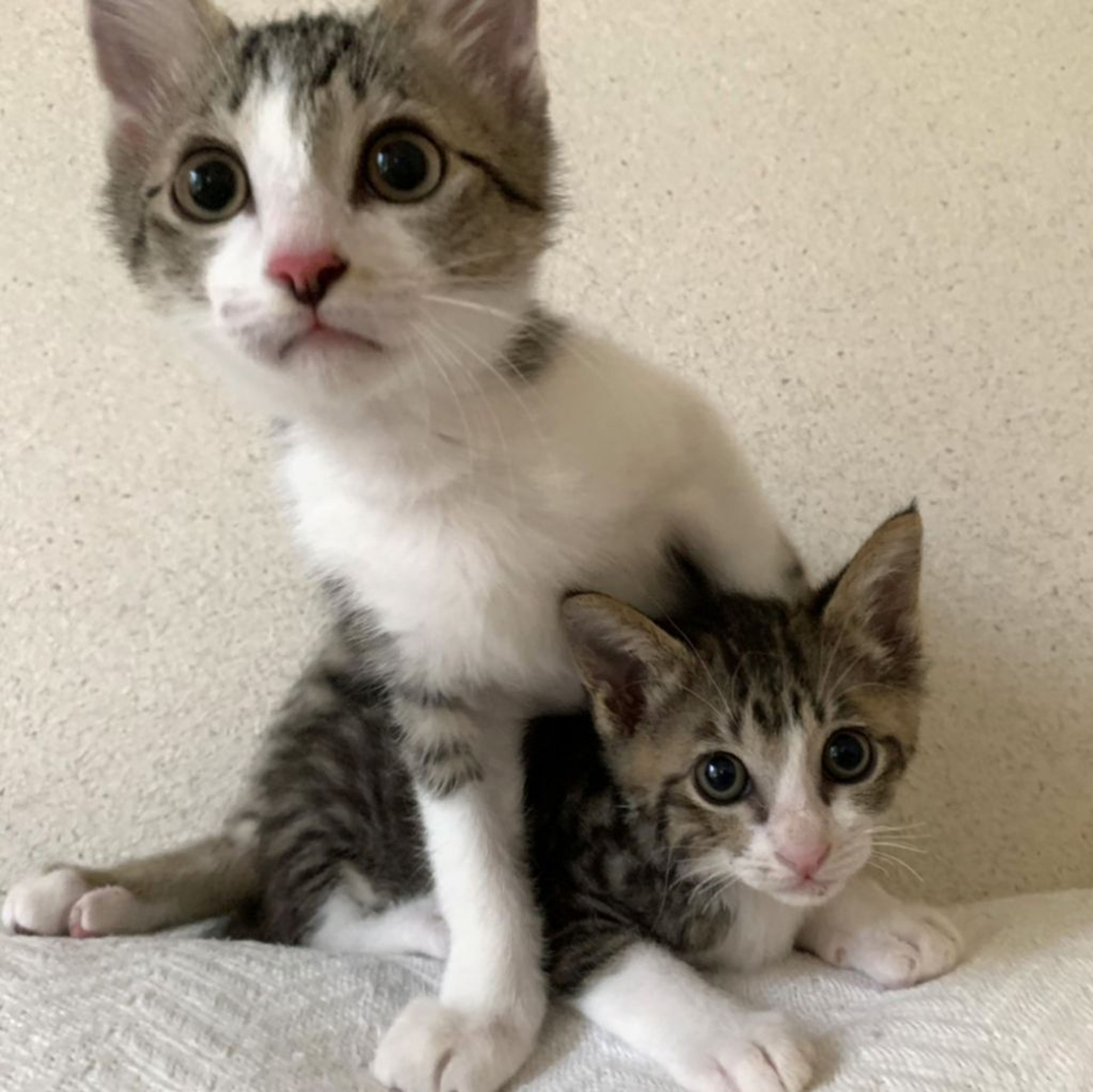 pet-image-5