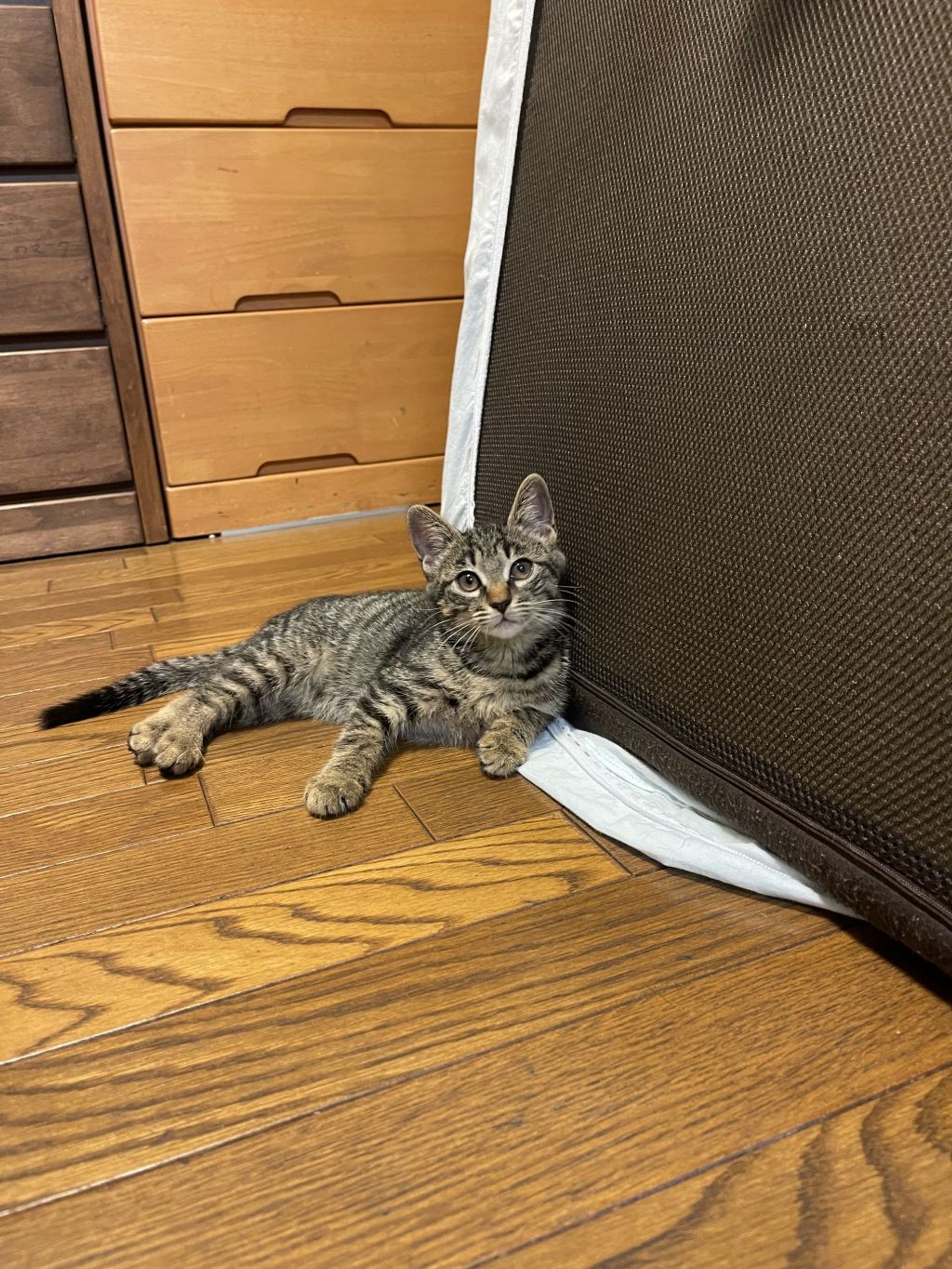 雑種（ミックス猫）・メスの里親募集の写真