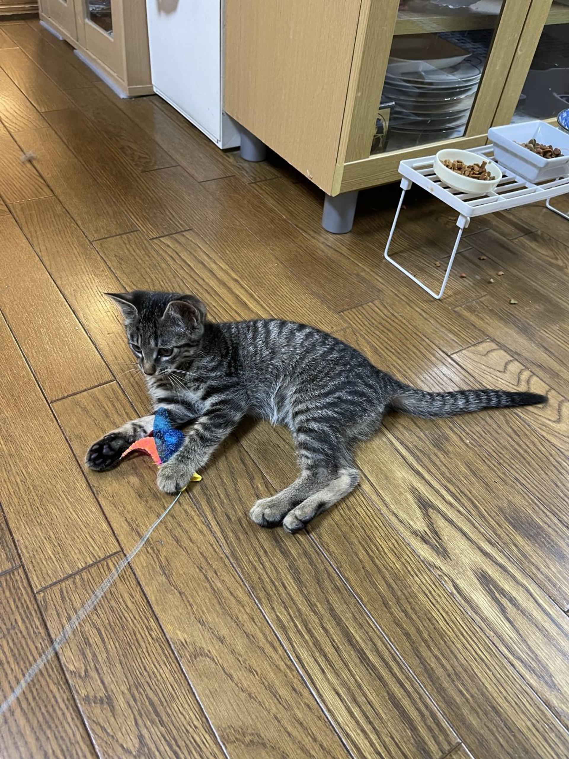 pet-image-4