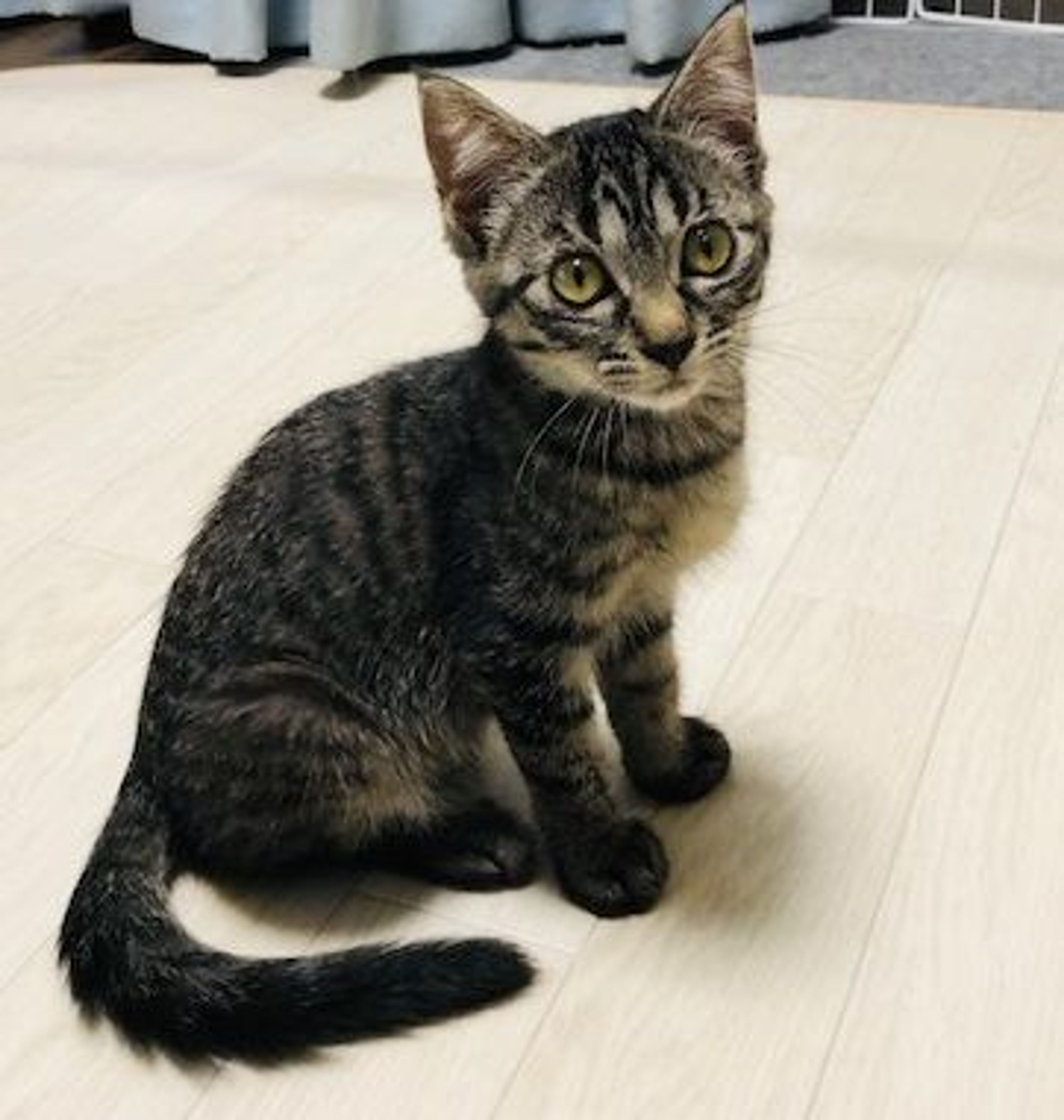雑種（ミックス猫）・メスの里親募集の写真