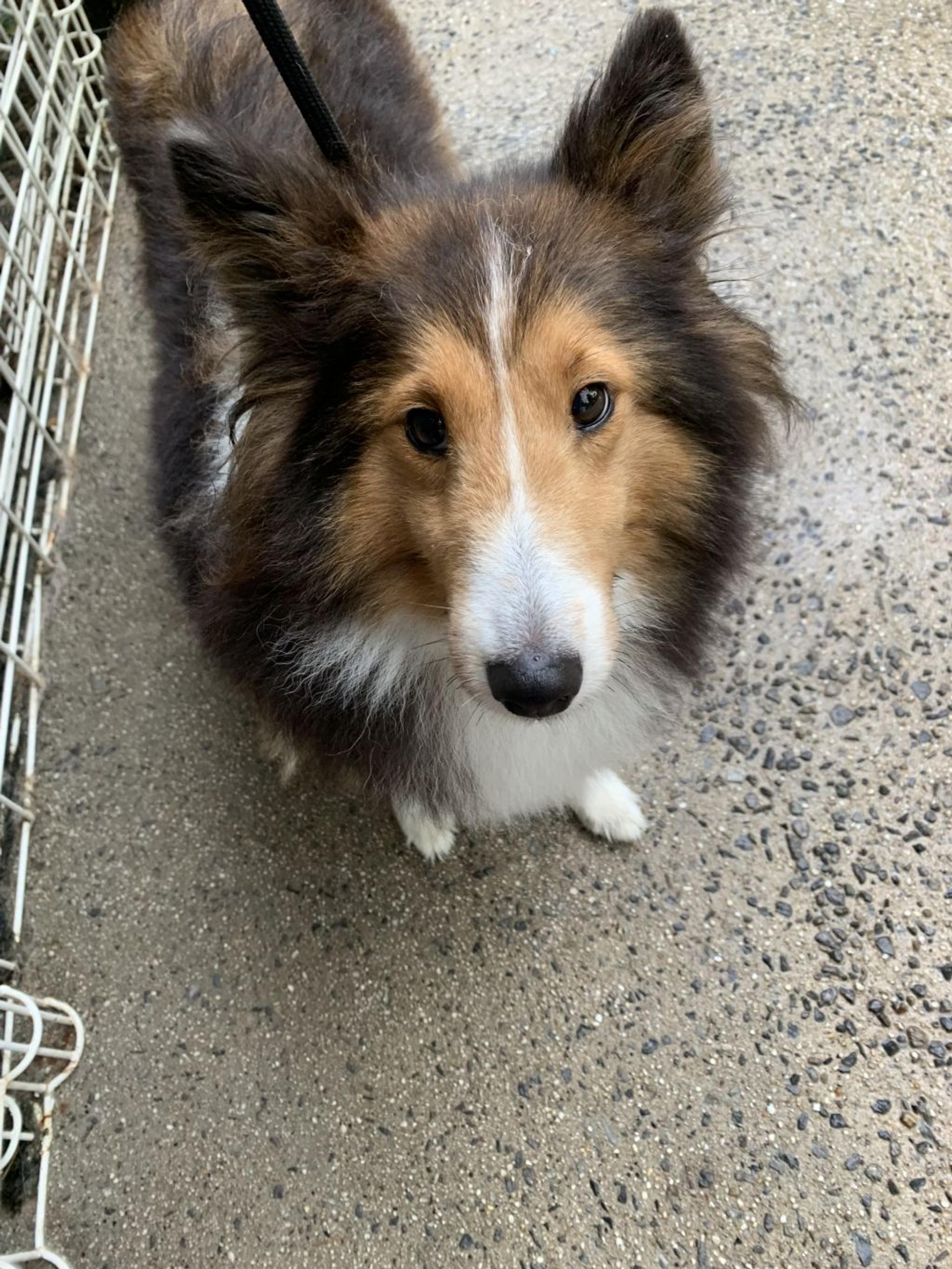pet-image-3