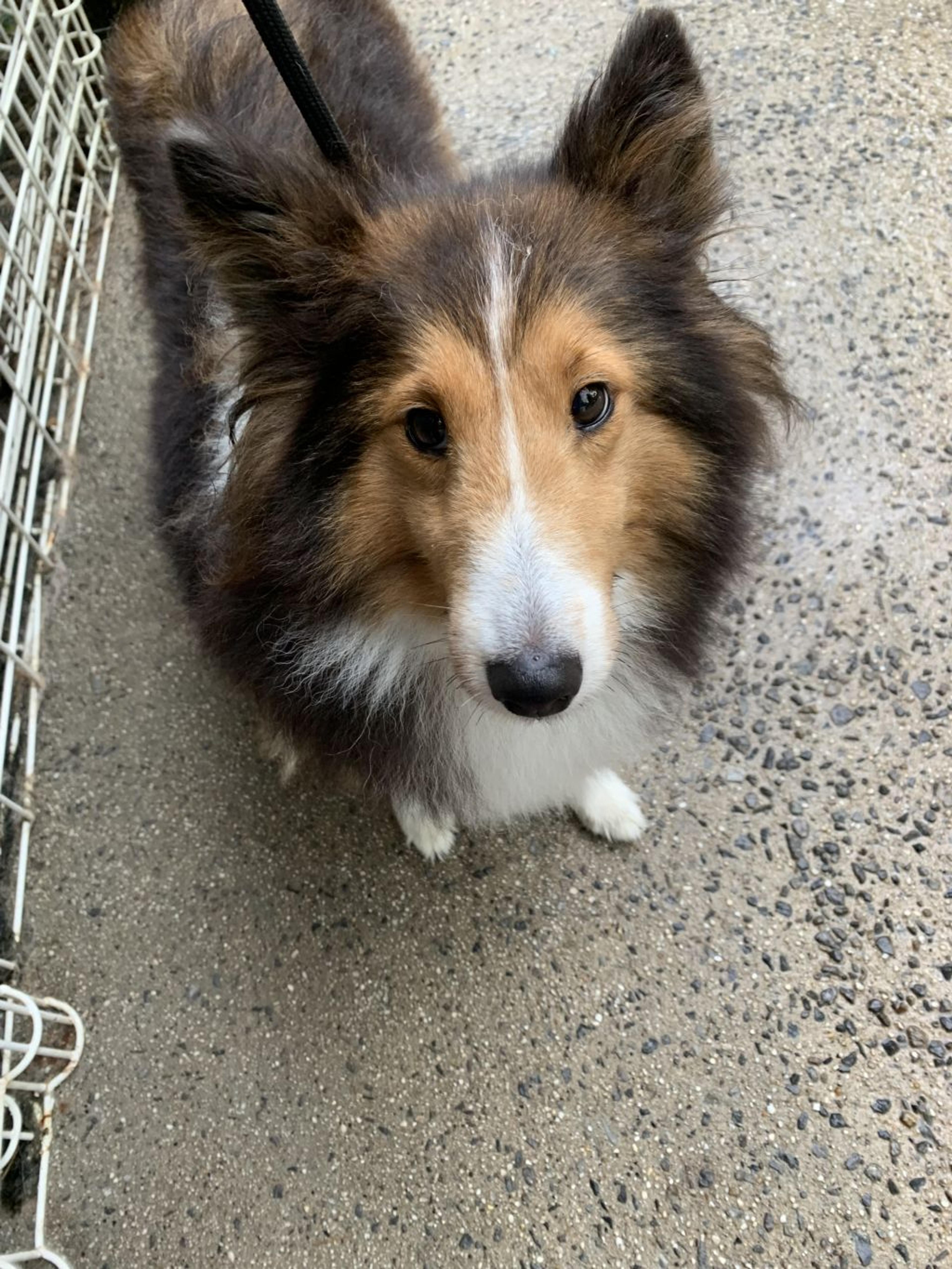 pet-image-3