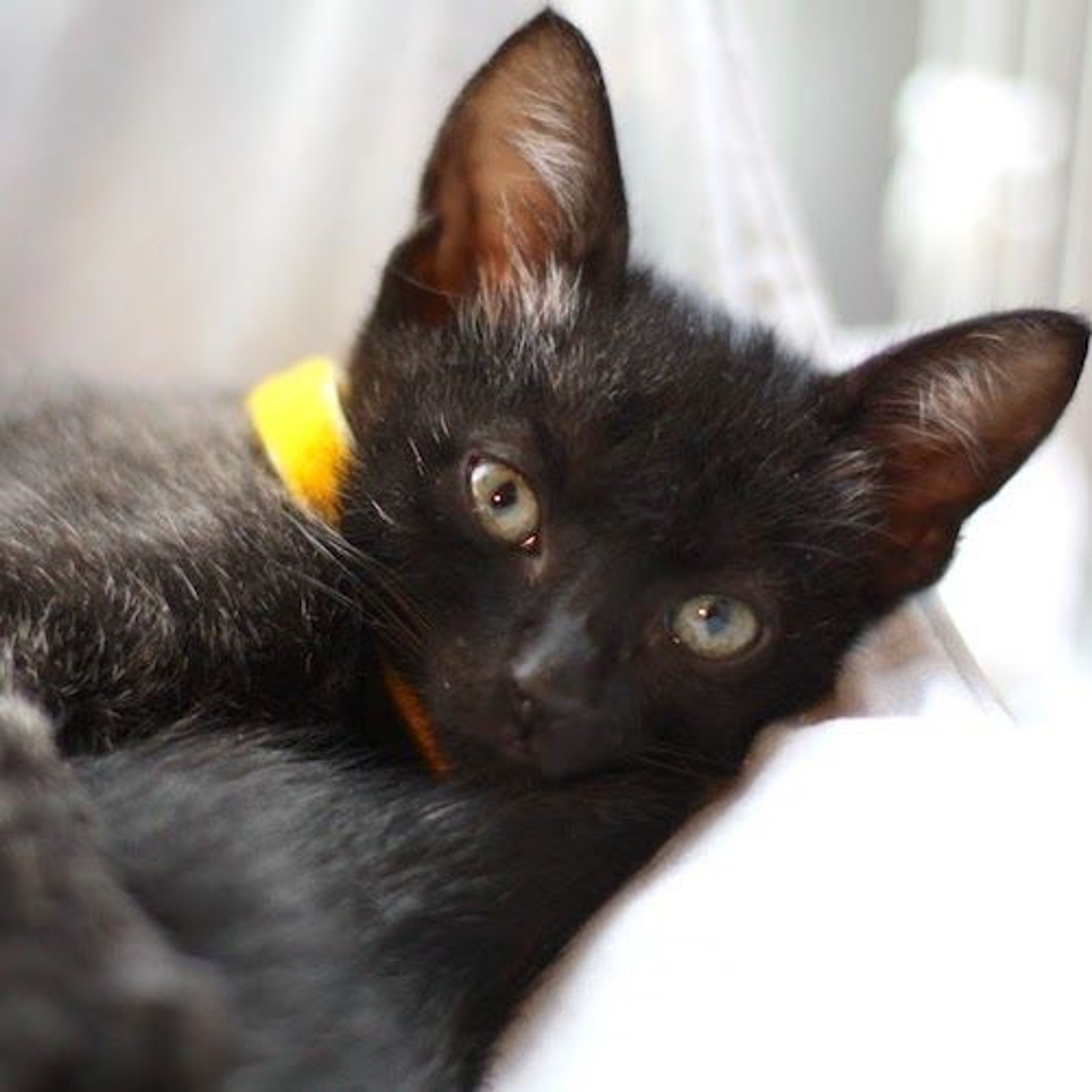 pet-image-4