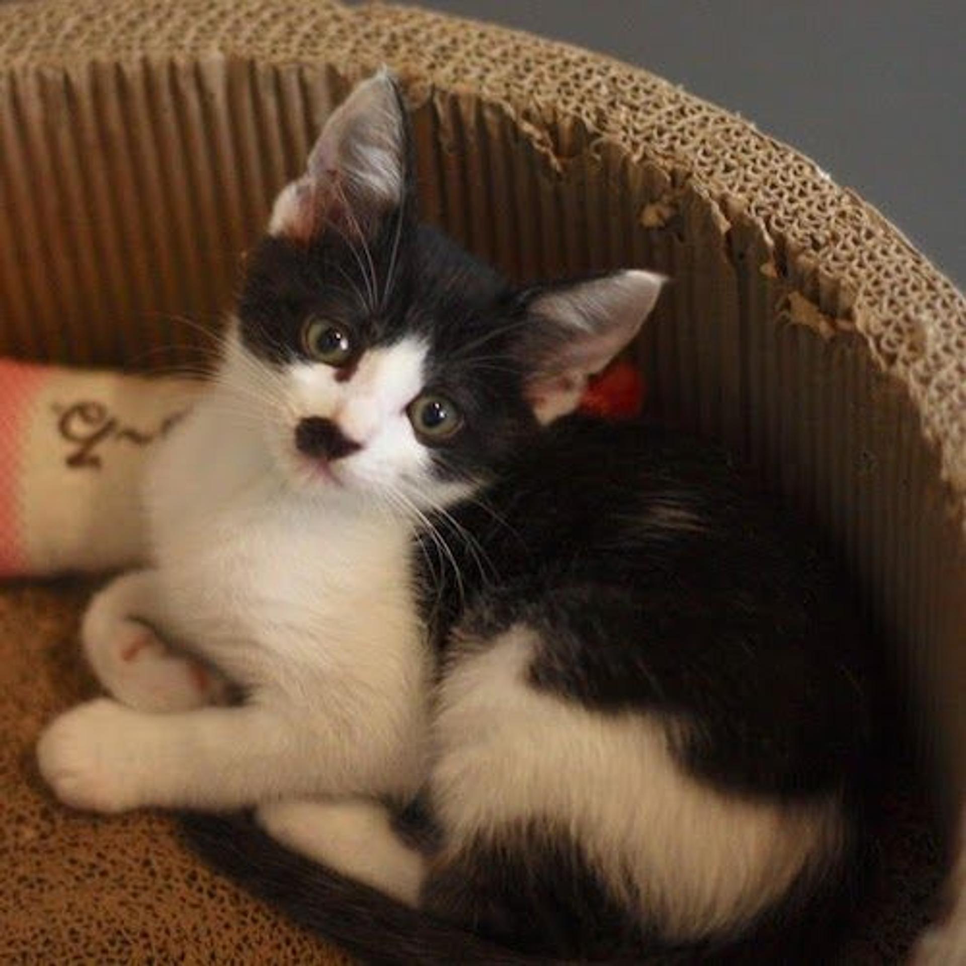 pet-image-3