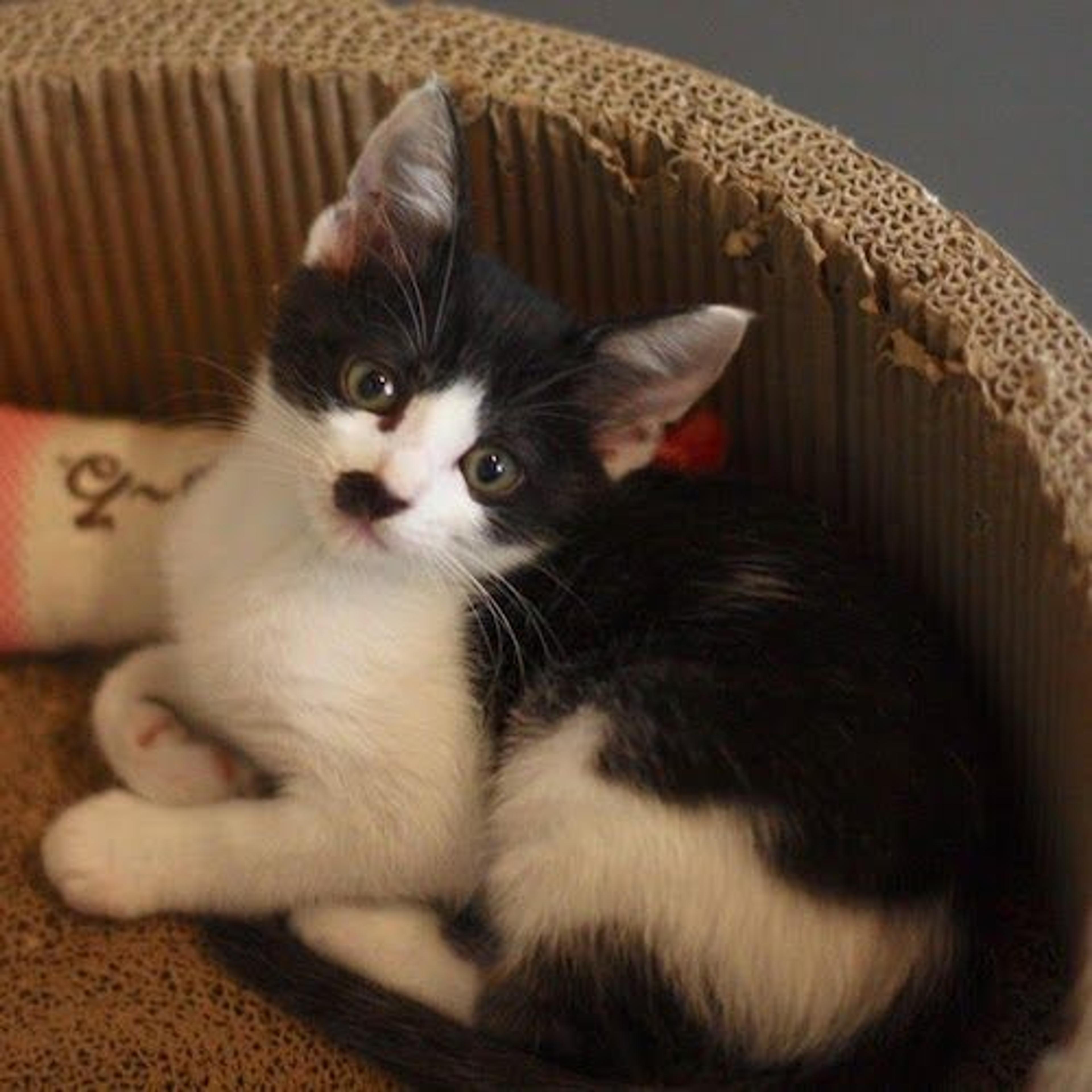 pet-image-3