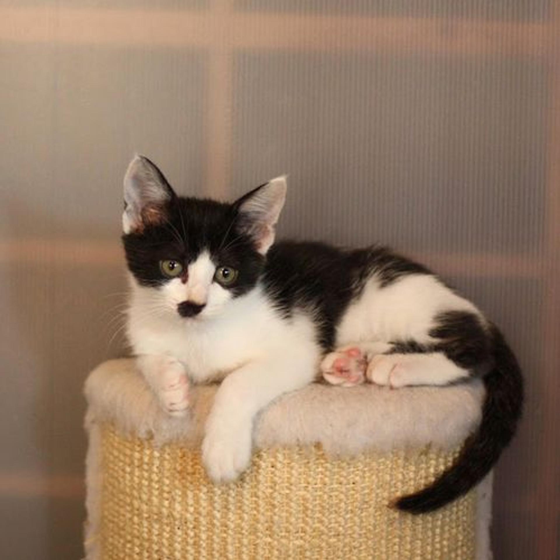 pet-image-4