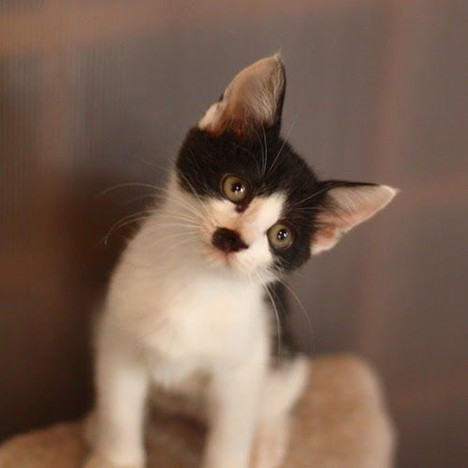 pet-image-5