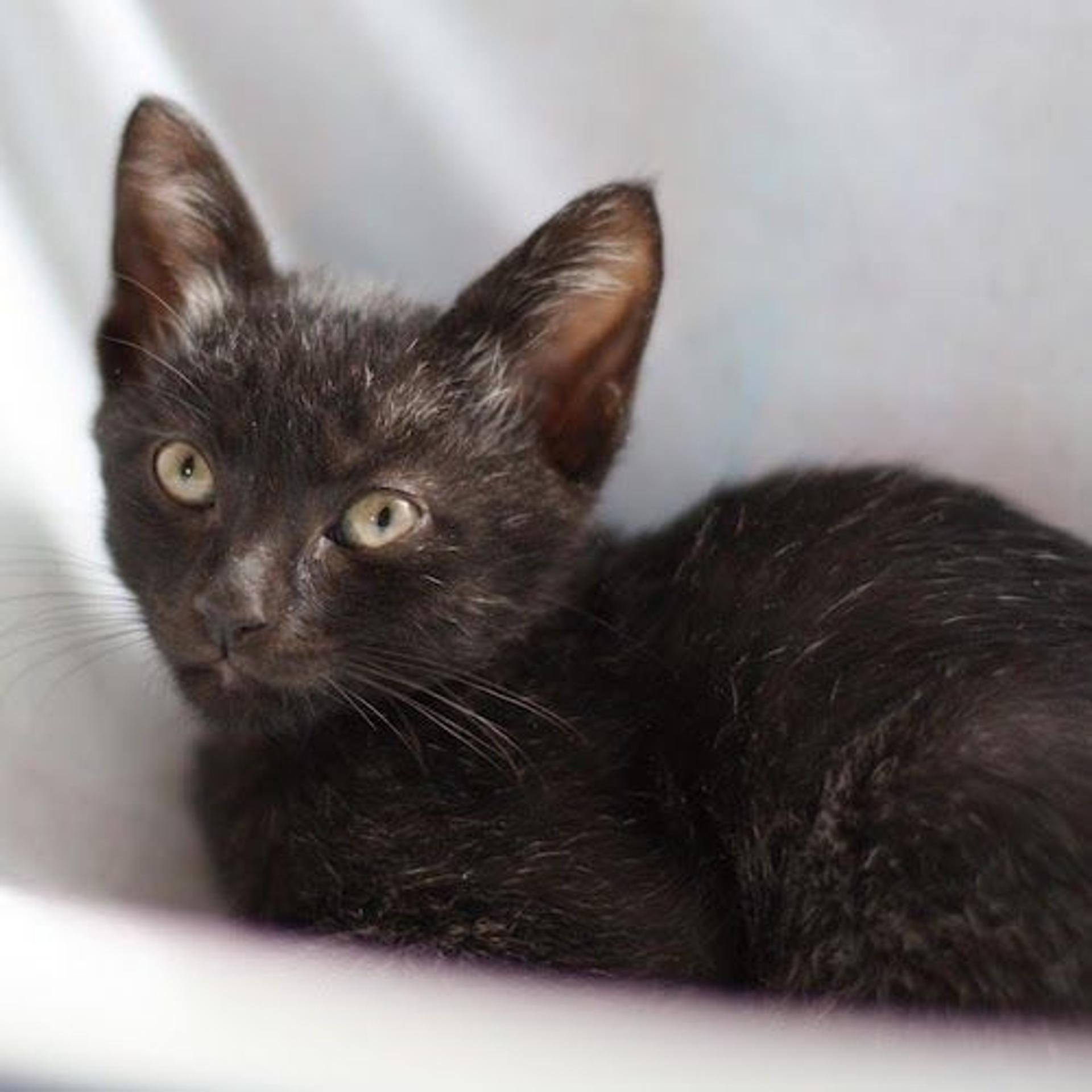 pet-image-4