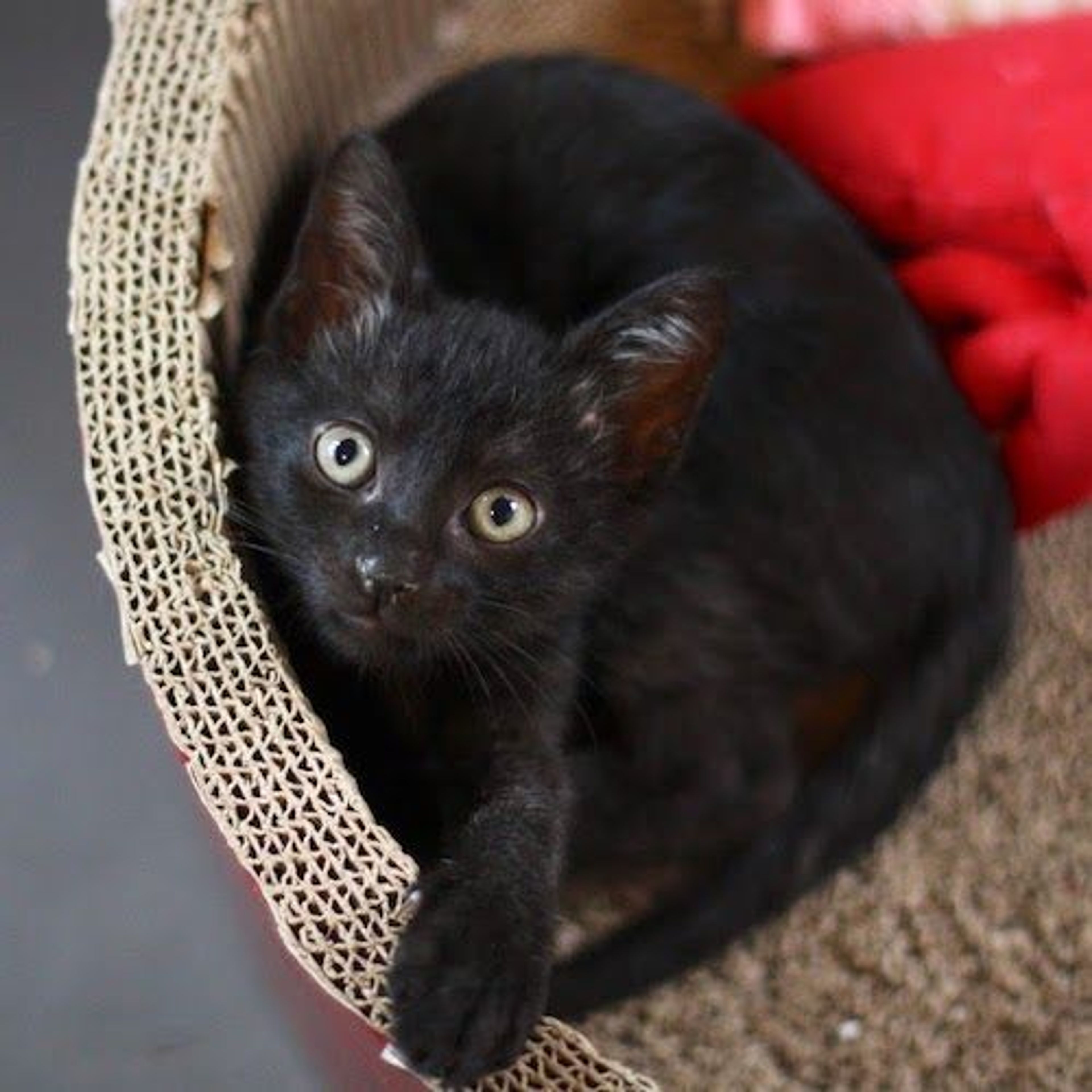 pet-image-6