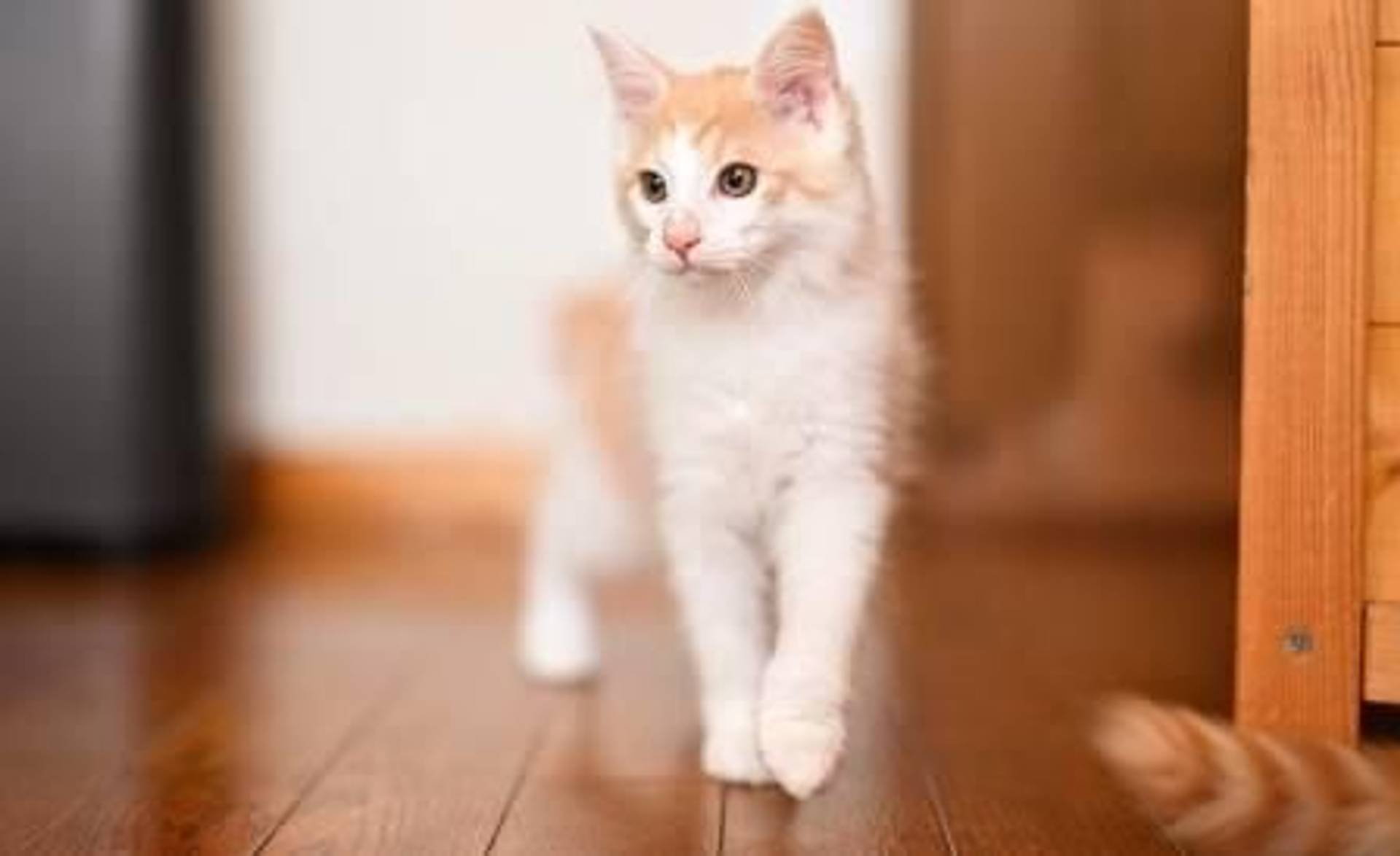 雑種（ミックス猫）・オスの里親募集の写真