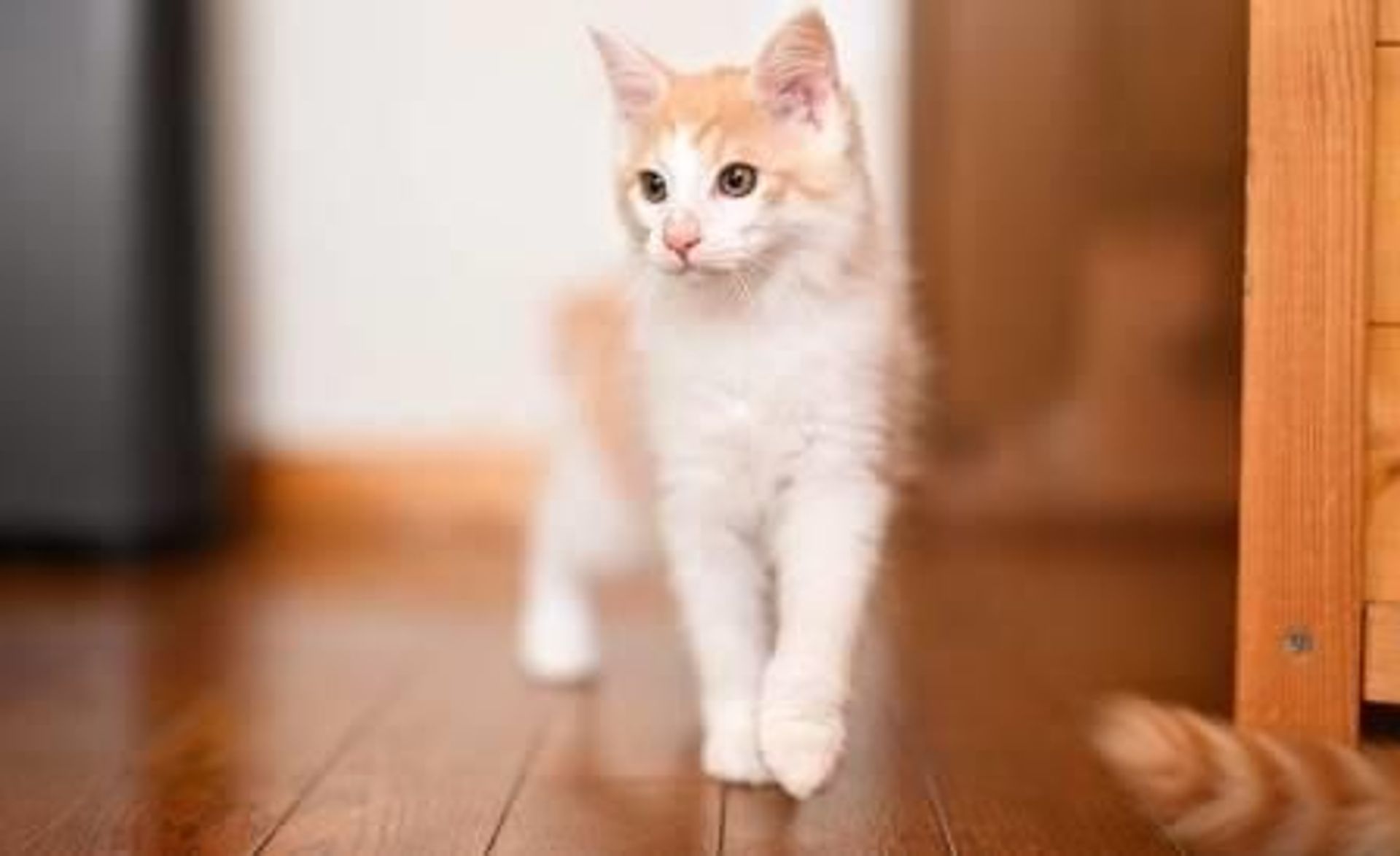 雑種（ミックス猫）・オスの里親募集の写真