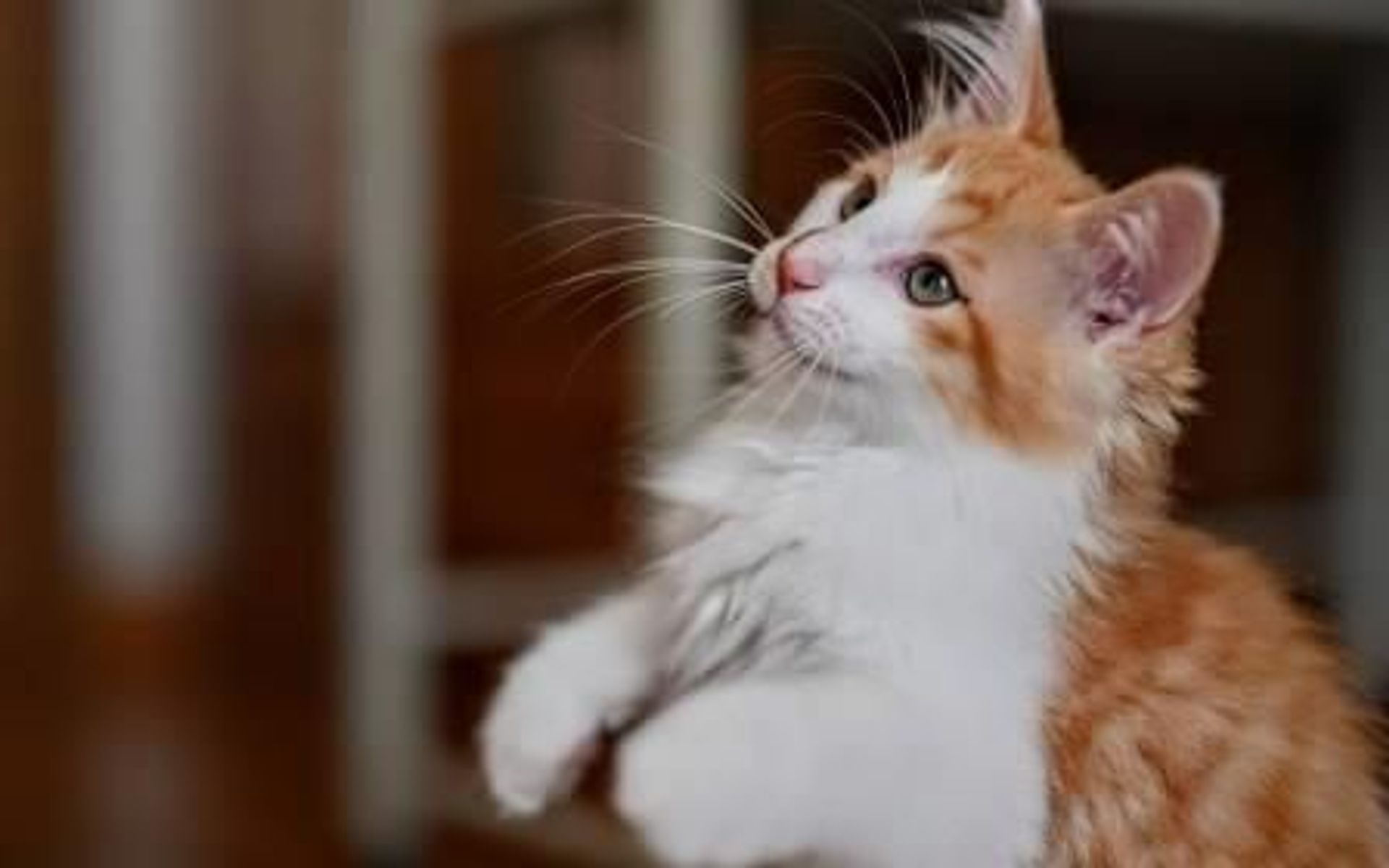 雑種（ミックス猫）・オスの里親募集の写真