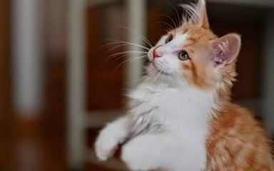 ショウ