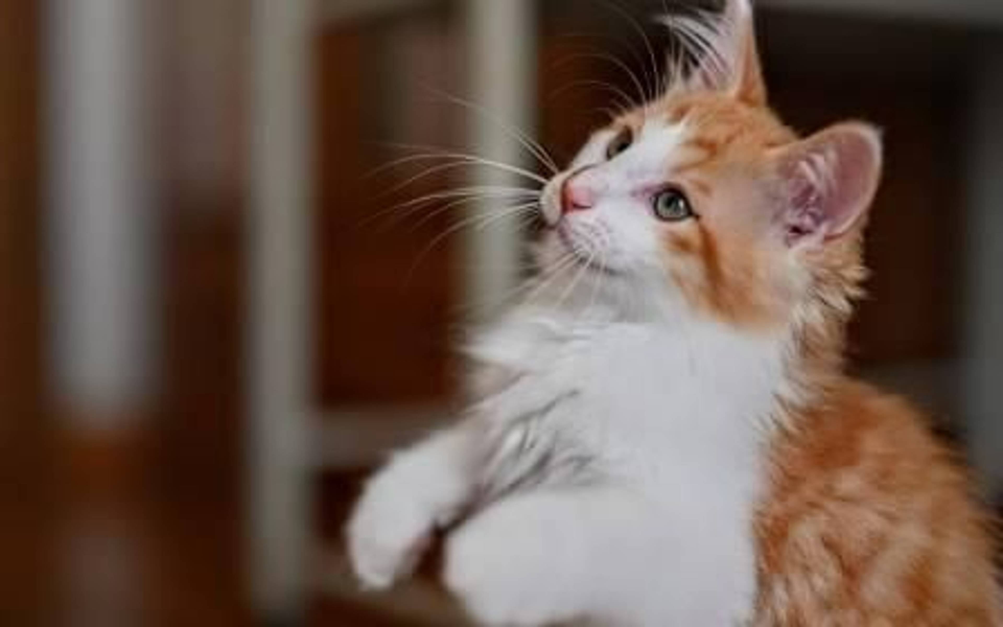 雑種（ミックス猫）・オスの里親募集の写真