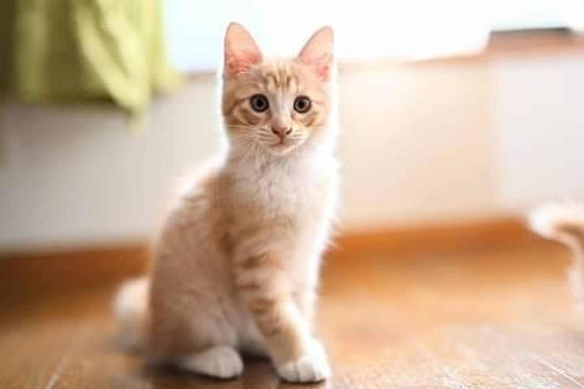 雑種（ミックス猫）・メスの里親募集の写真