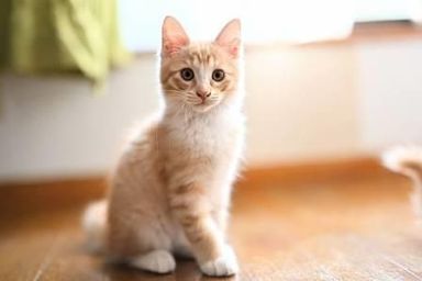 アリエッティの写真