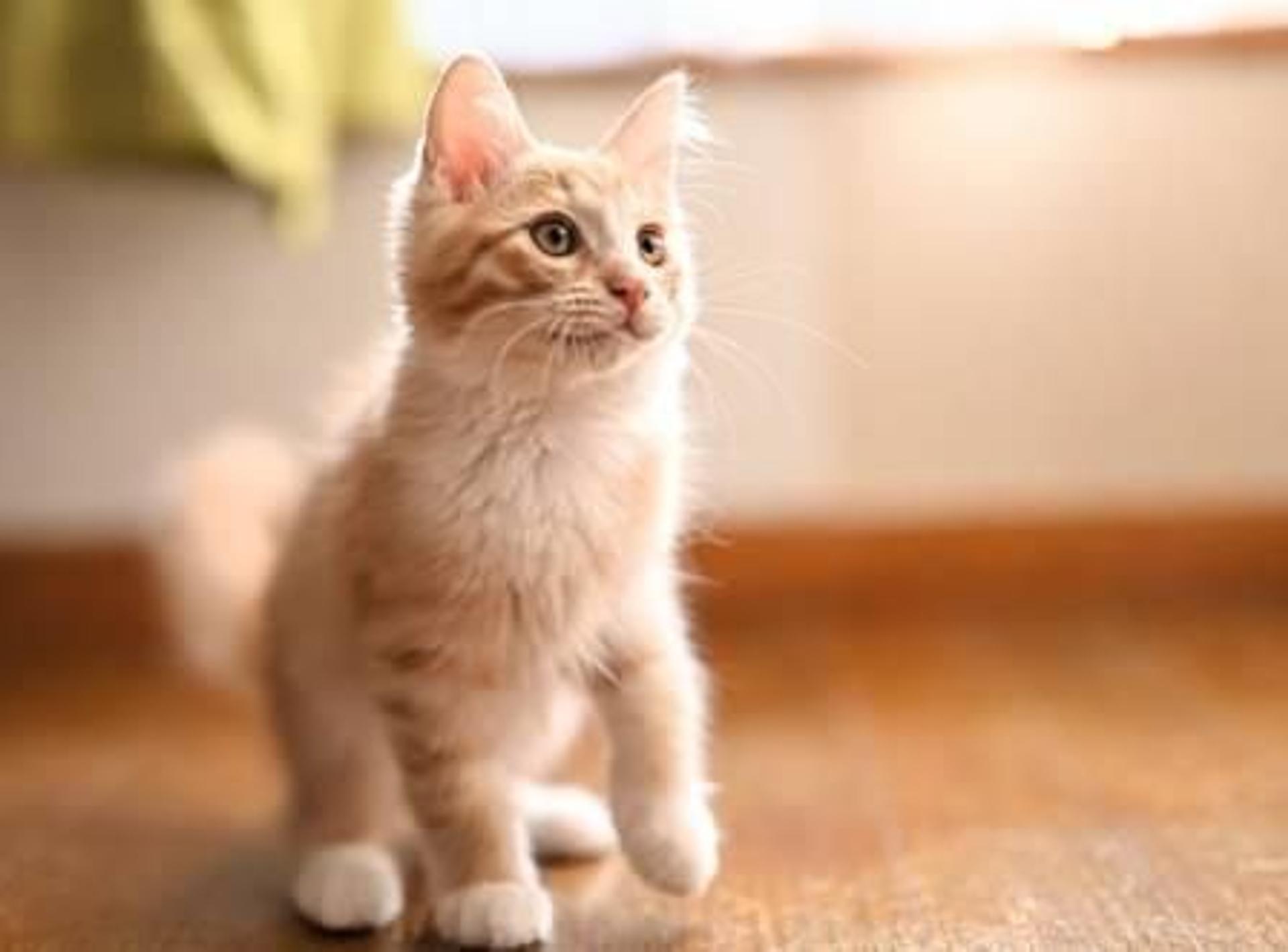 pet-image-4