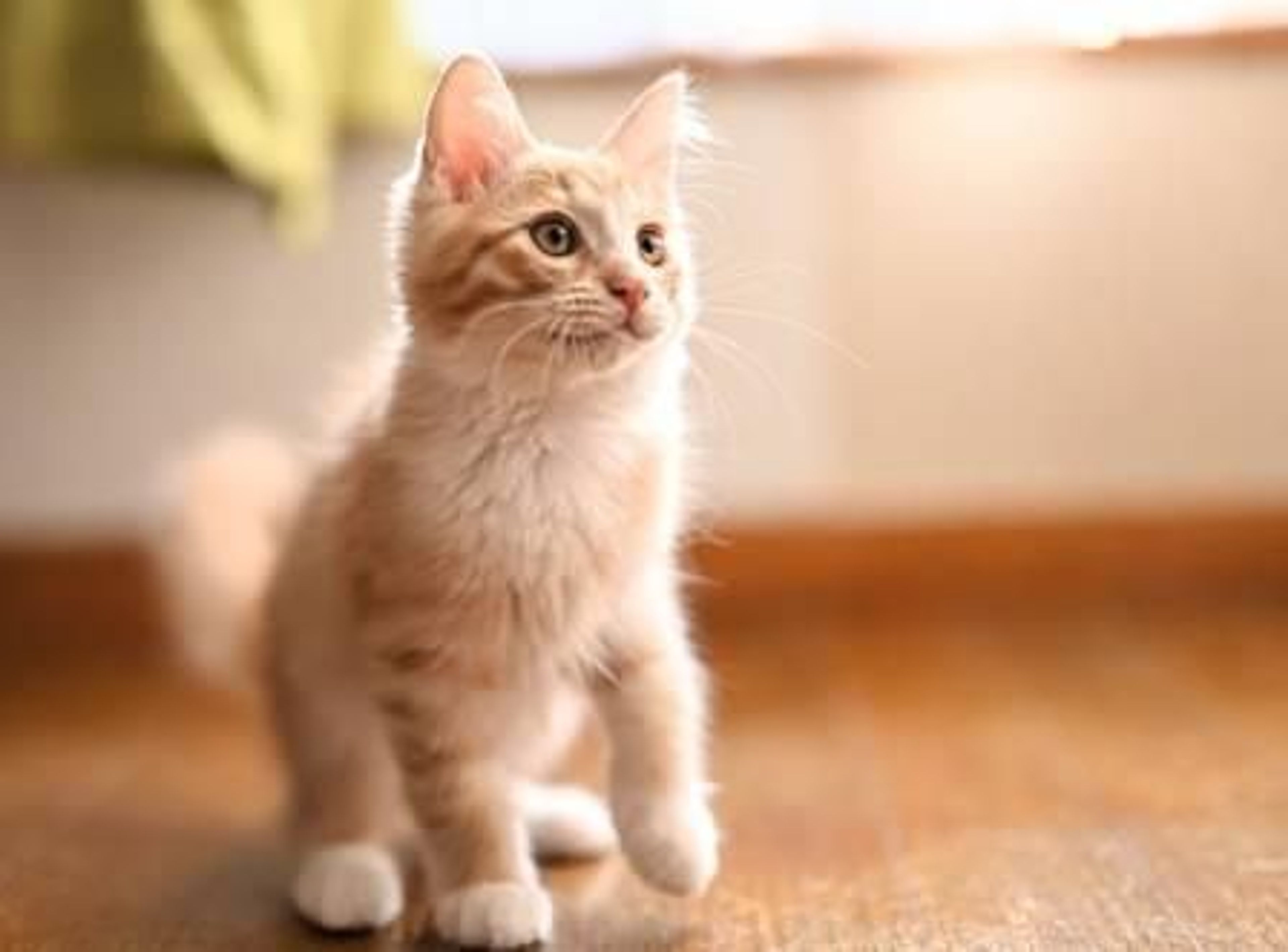 pet-image-4
