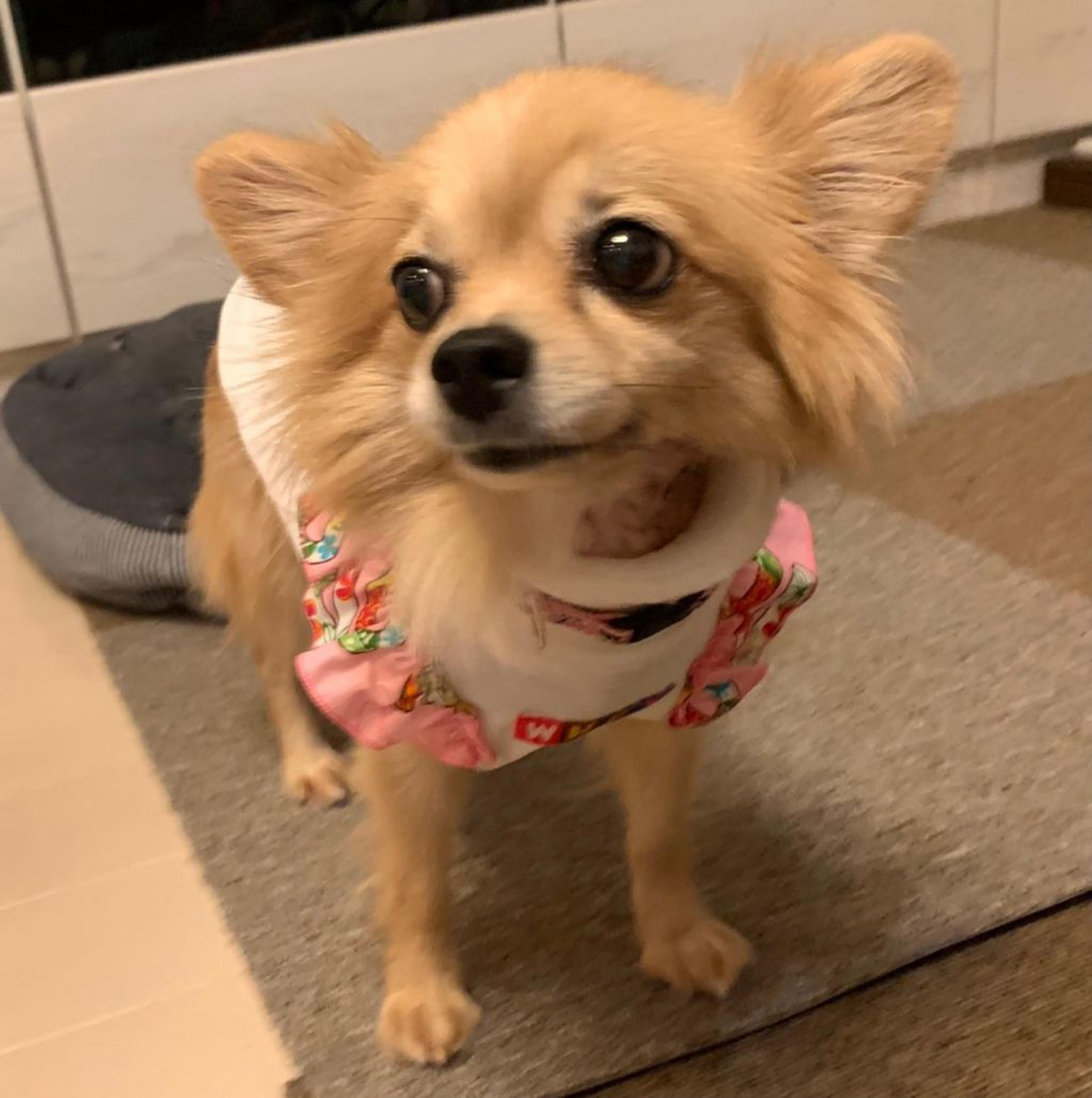 pet-image-2