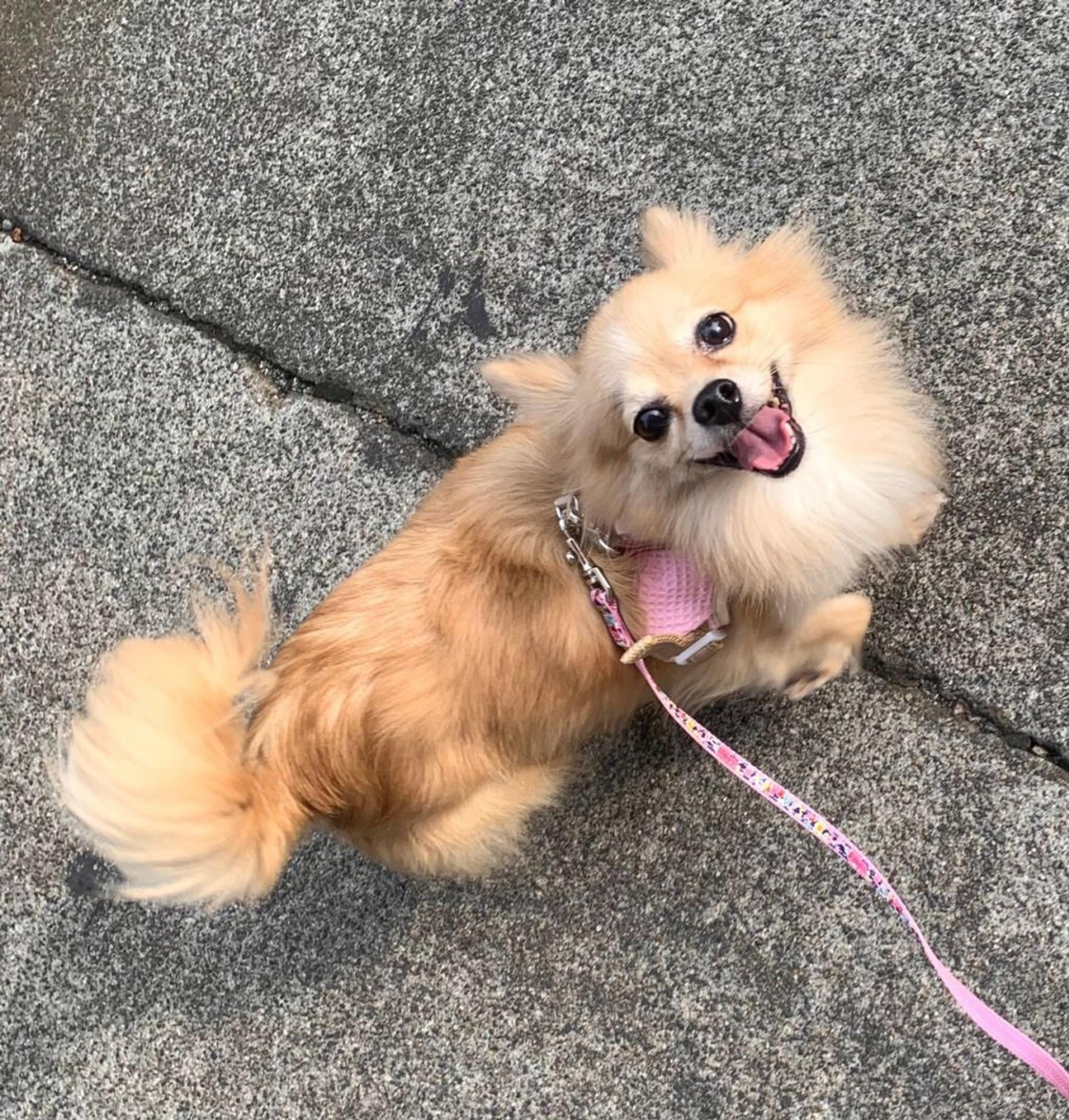 pet-image-3