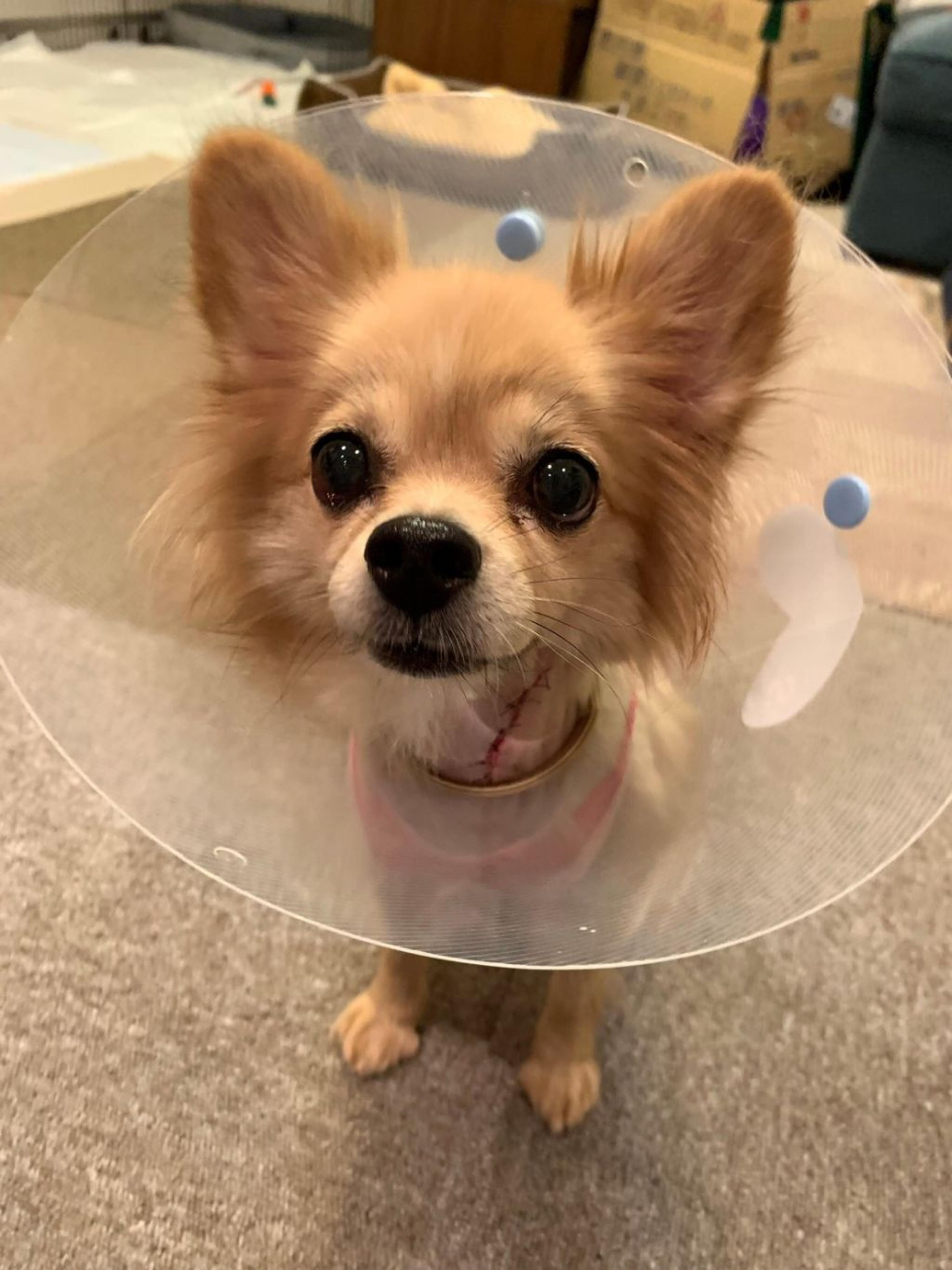 pet-image-5