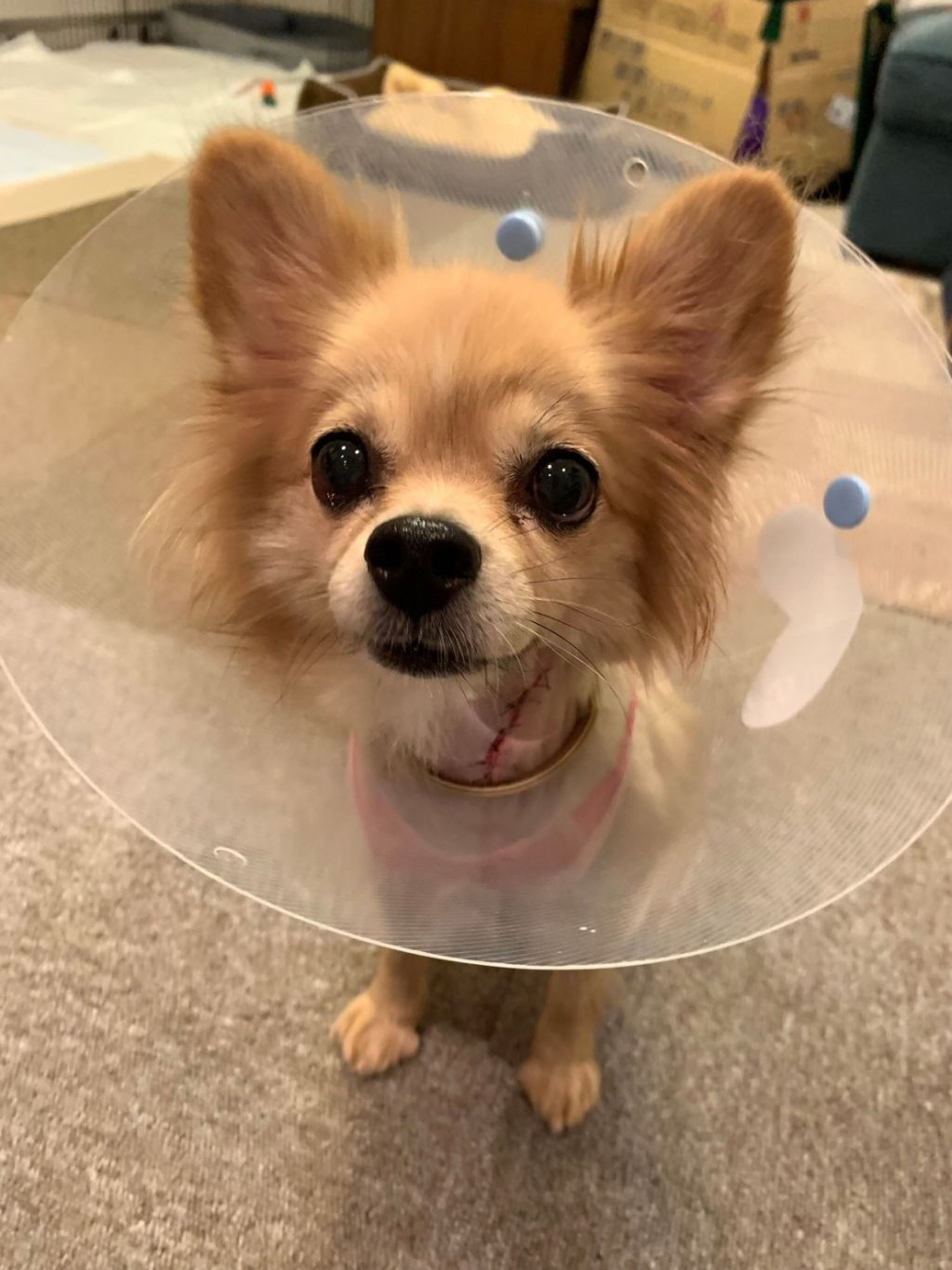 pet-image-5
