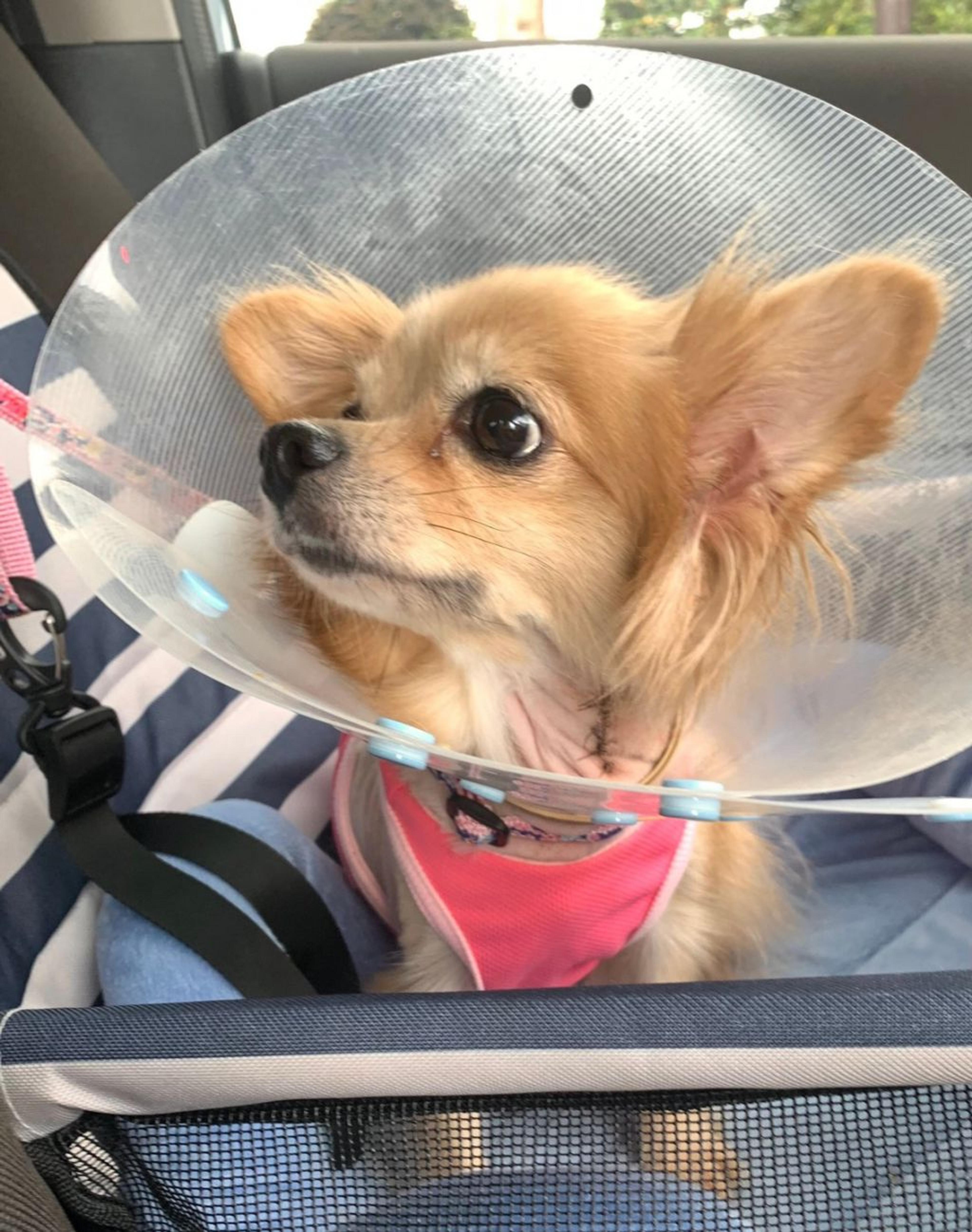 pet-image-6