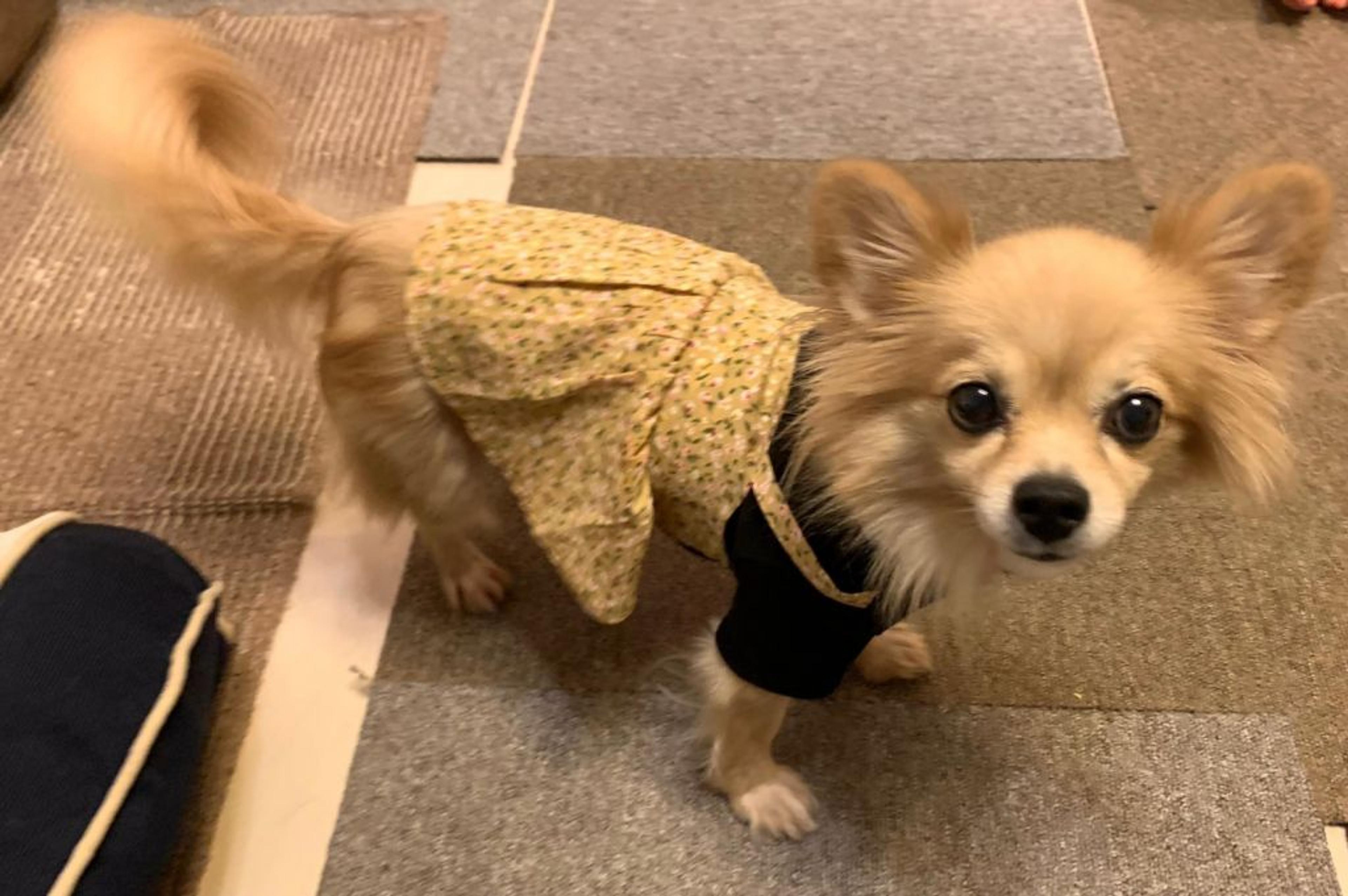 pet-image-7