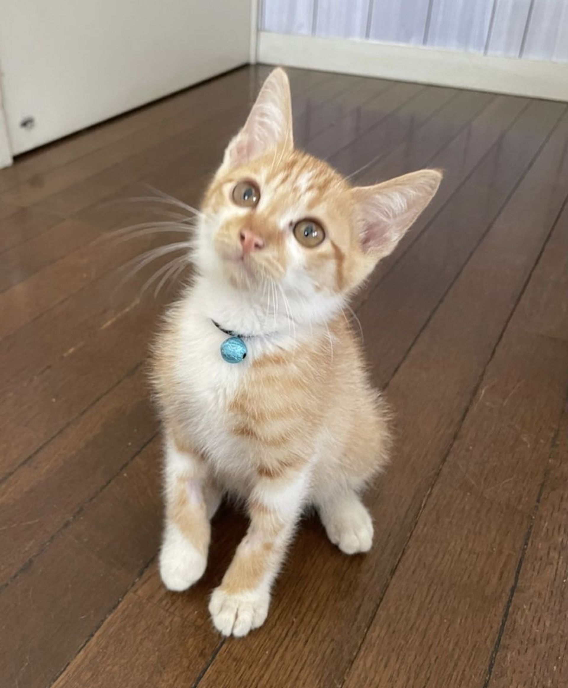 雑種（ミックス猫）・オスの里親募集の写真