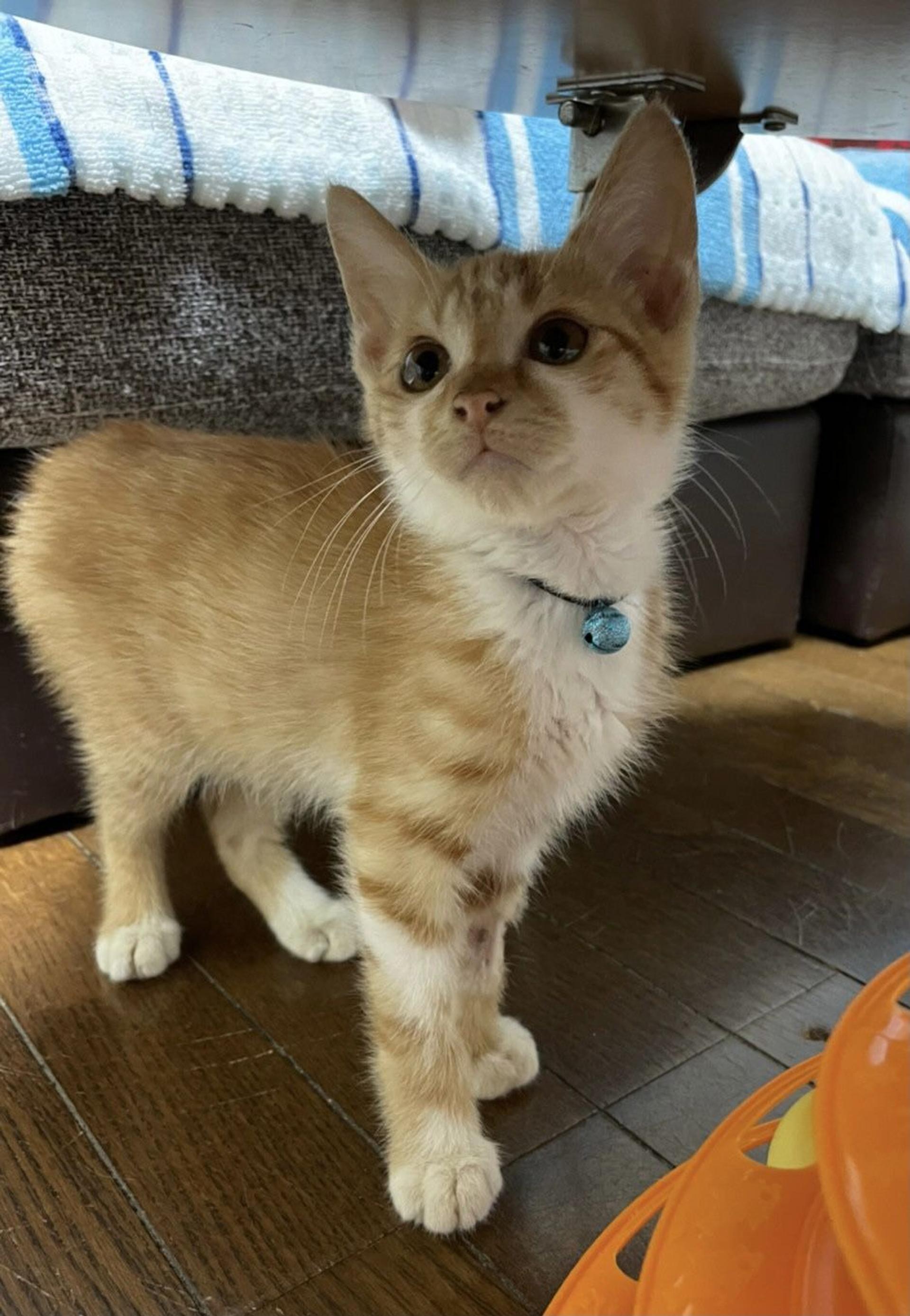 pet-image-5