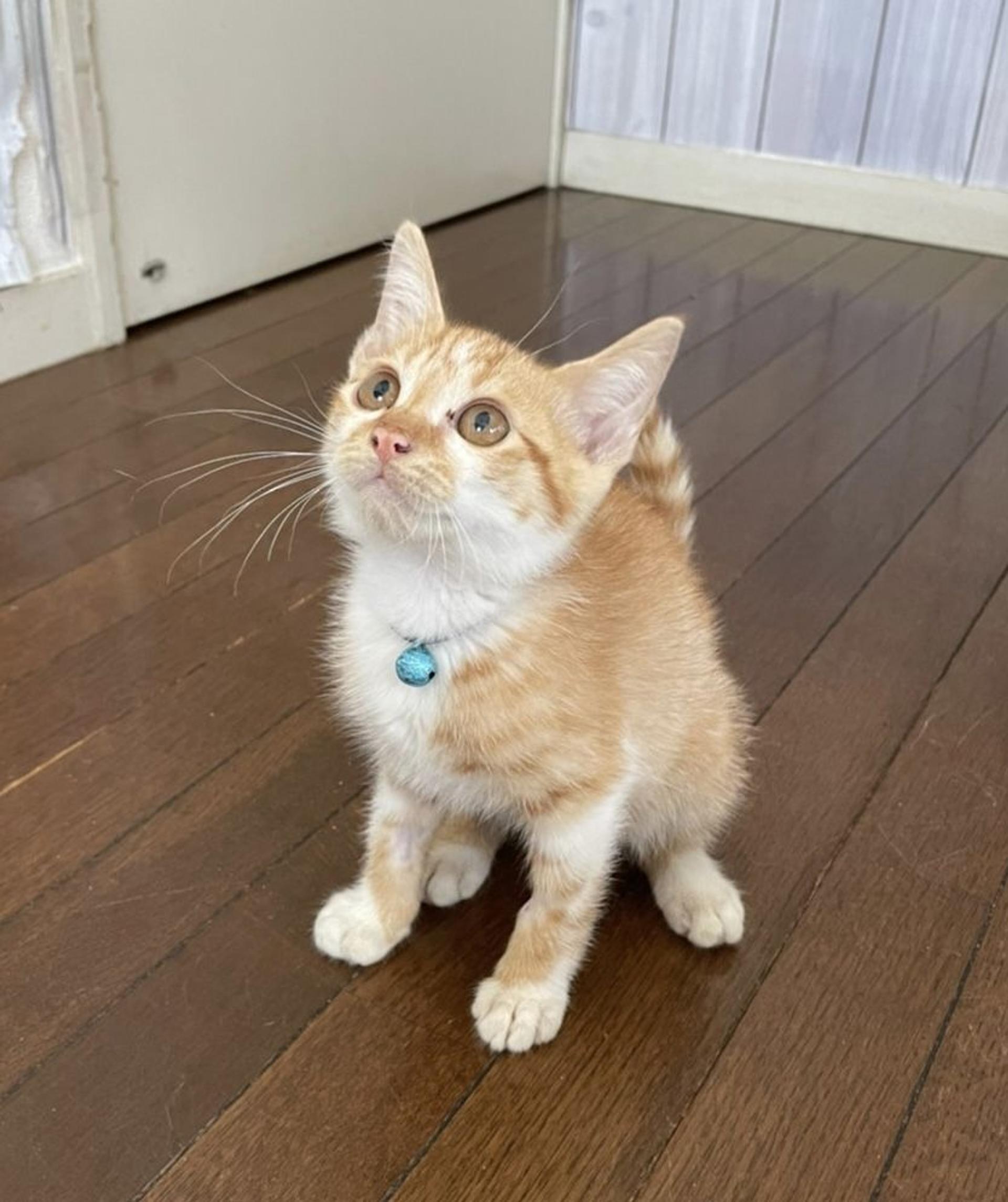 pet-image-7