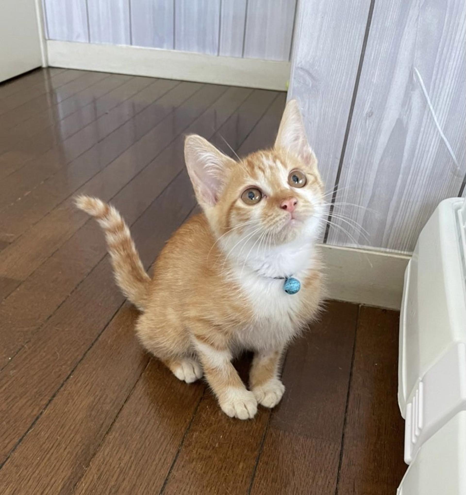 pet-image-8