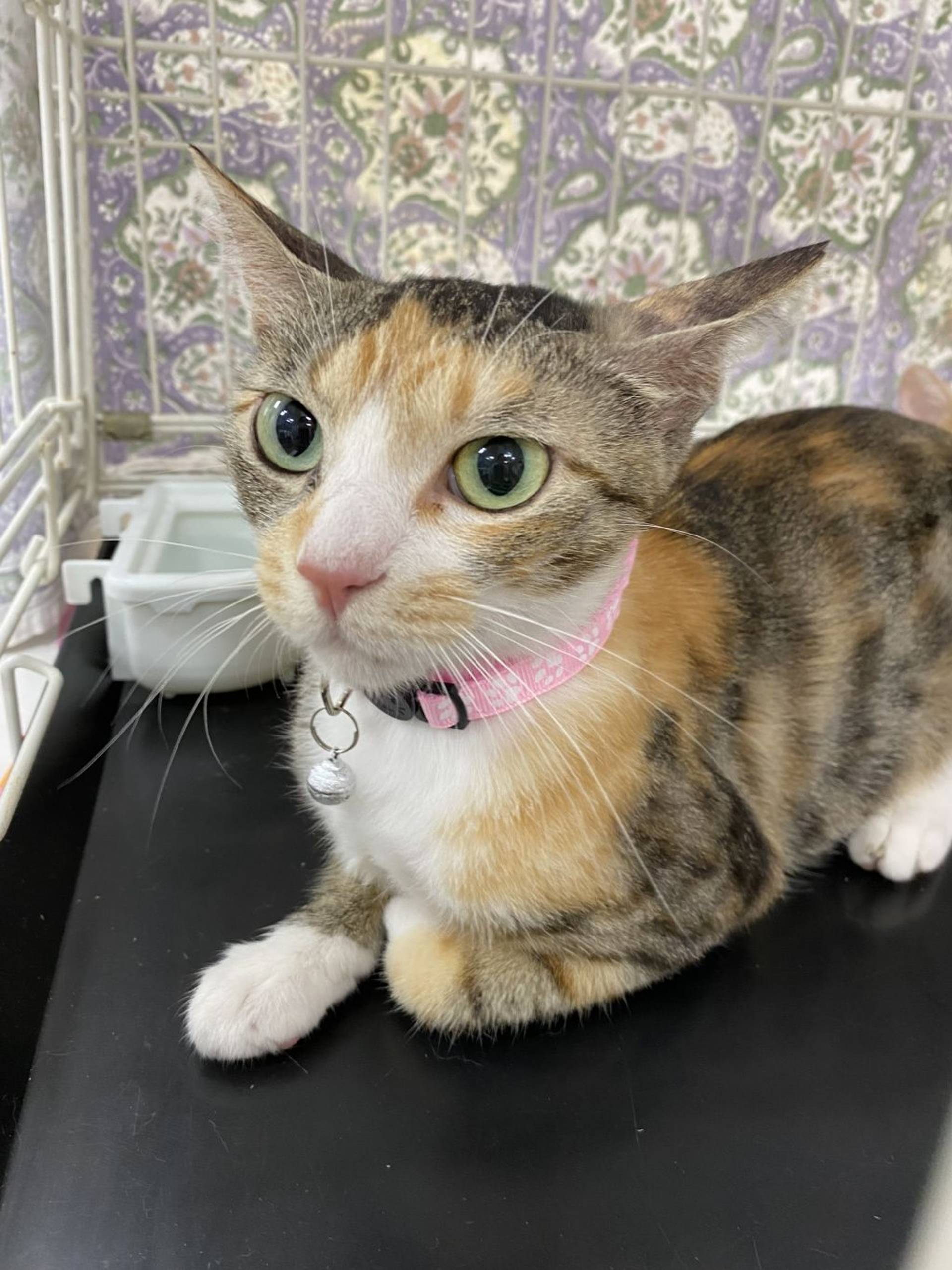 雑種（ミックス猫）・メスの里親募集の写真