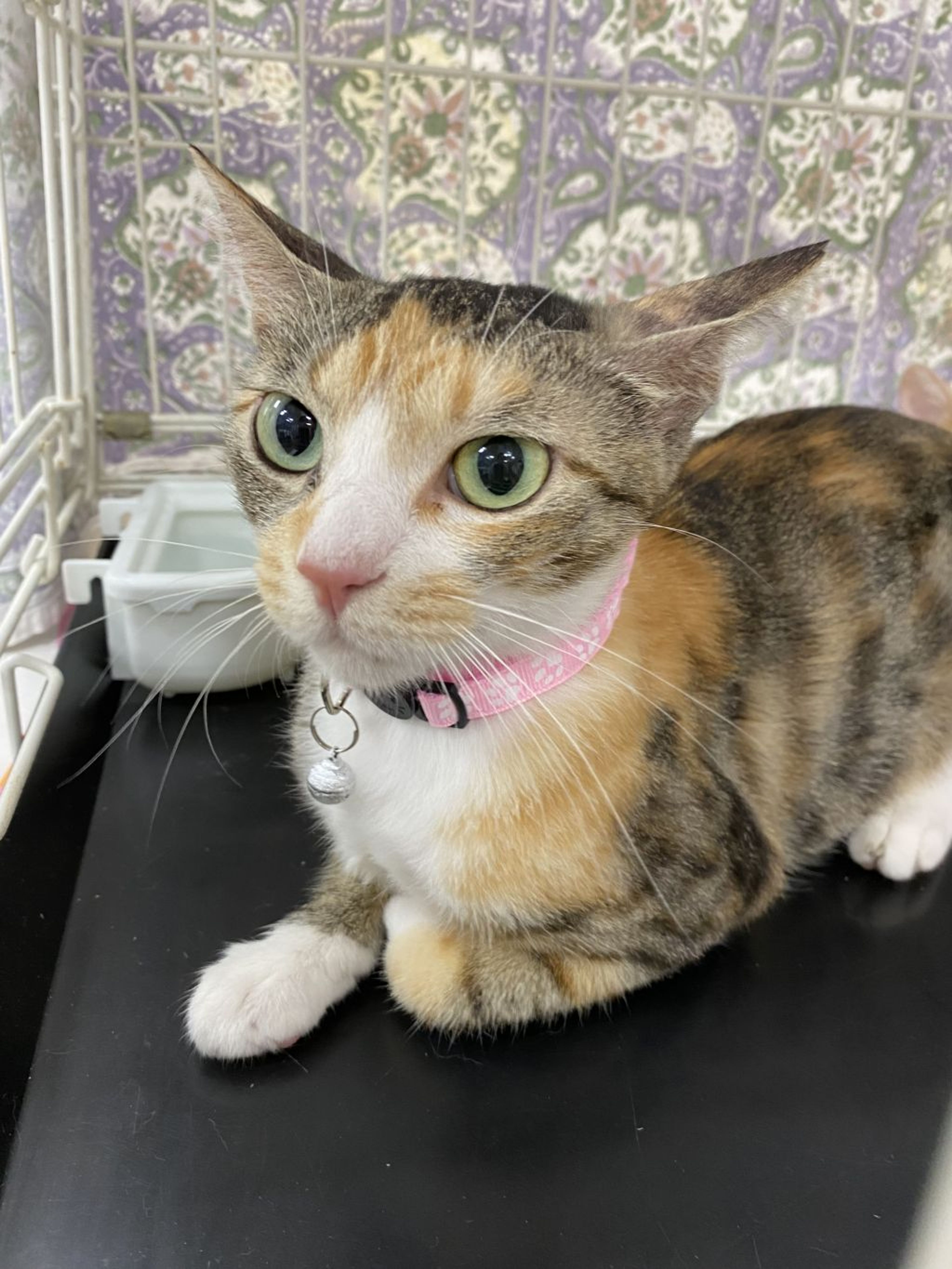 雑種（ミックス猫）・メスの里親募集の写真