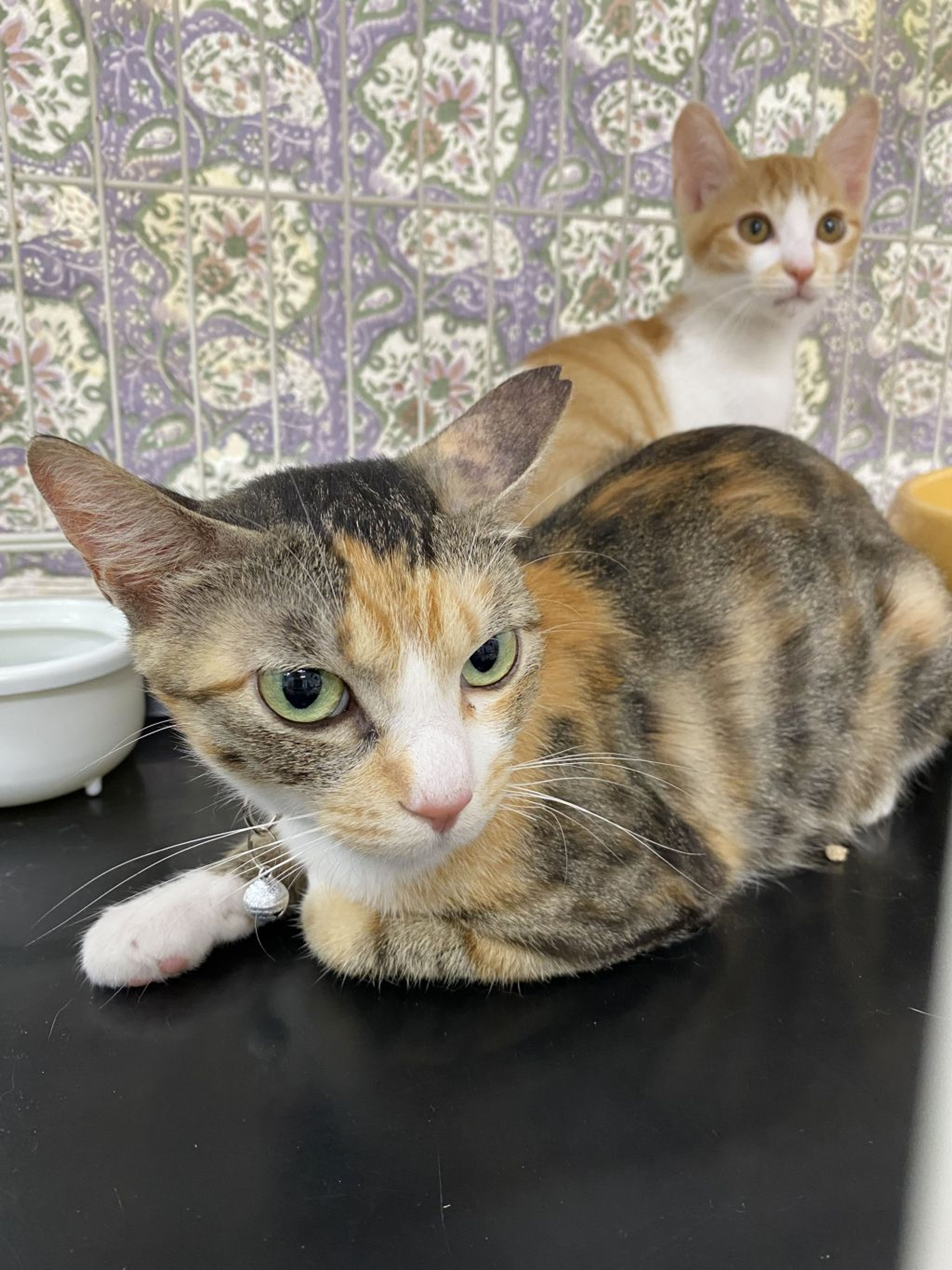 pet-image-5