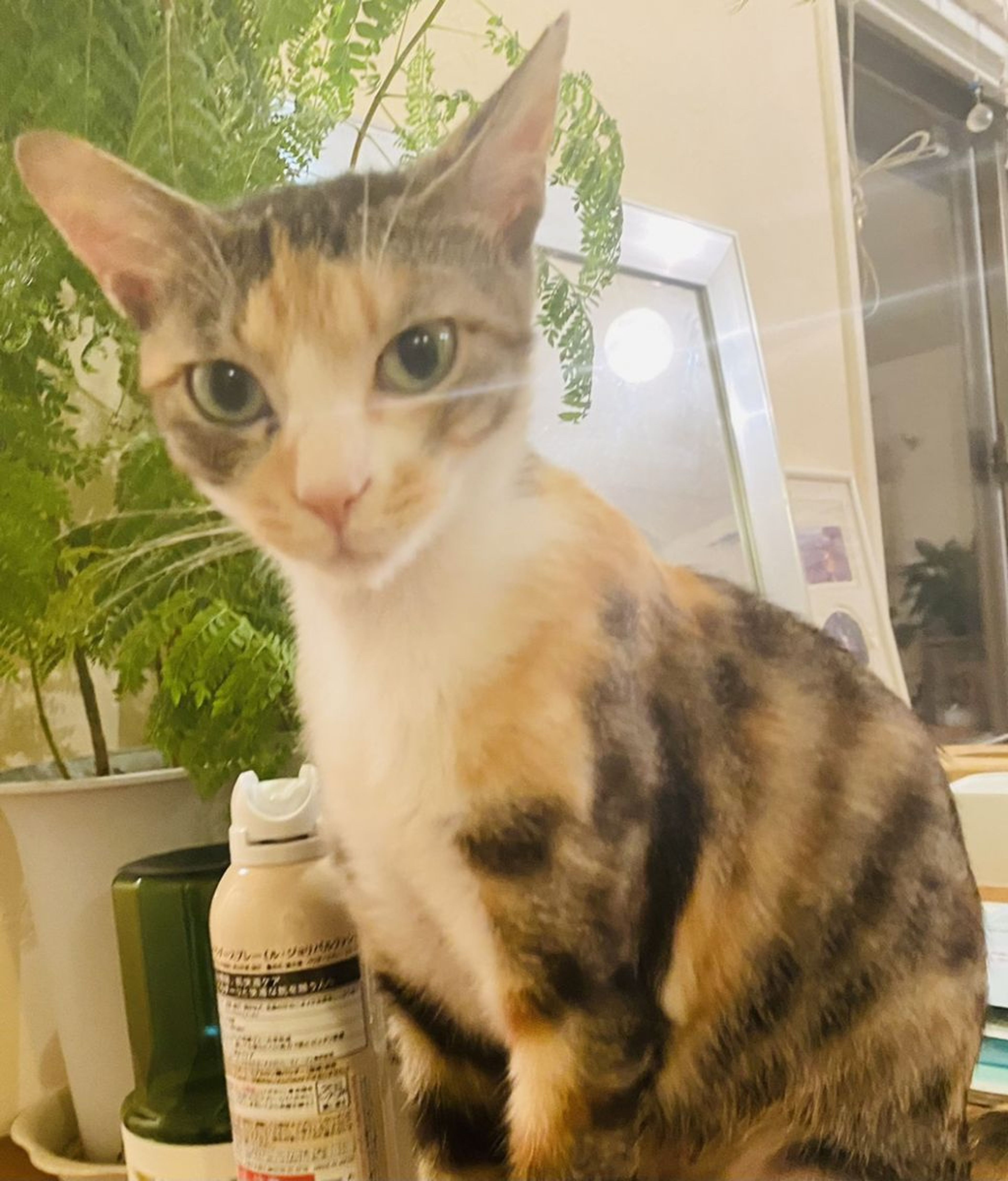 雑種（ミックス猫）・メスの里親募集の写真