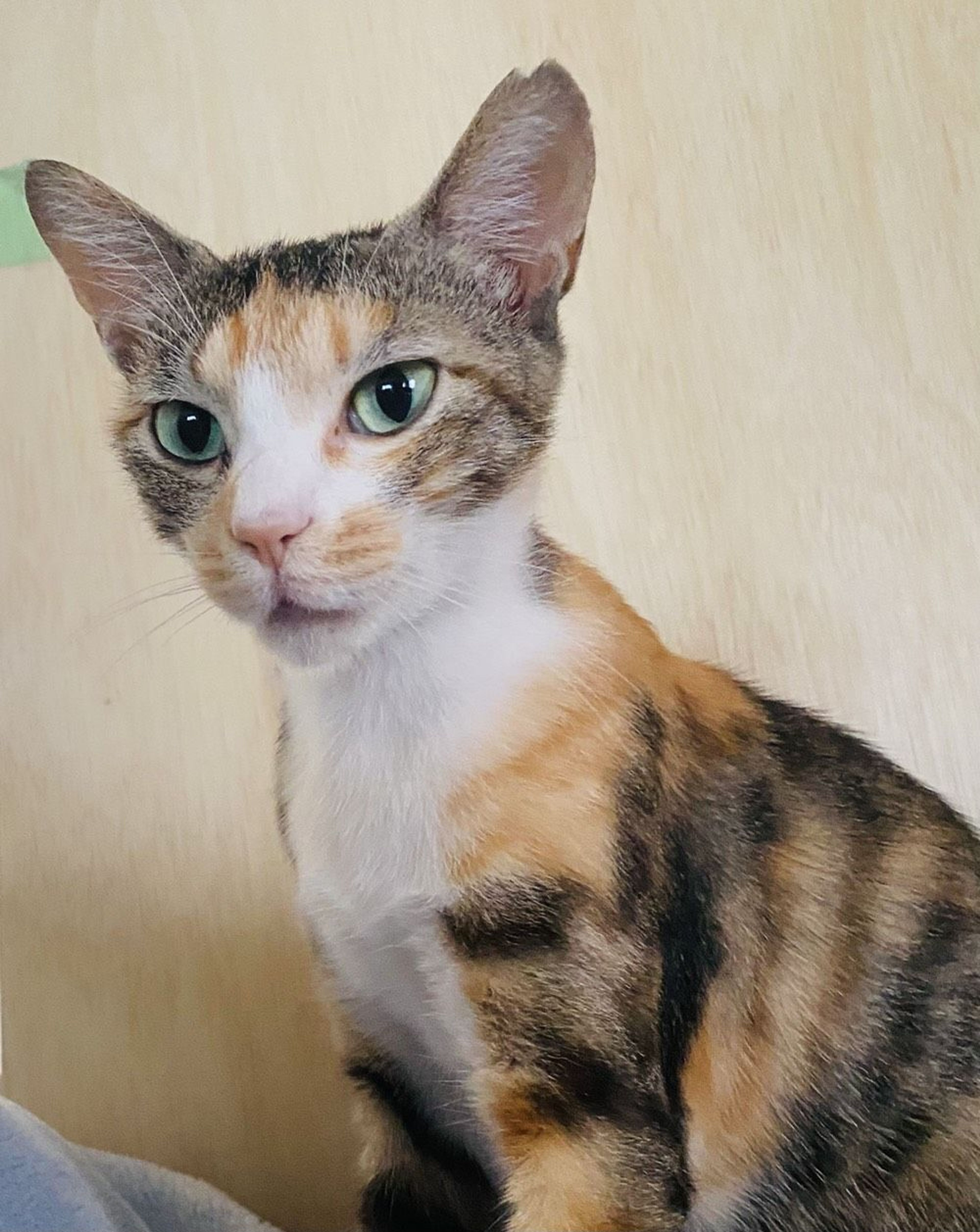 pet-image-4