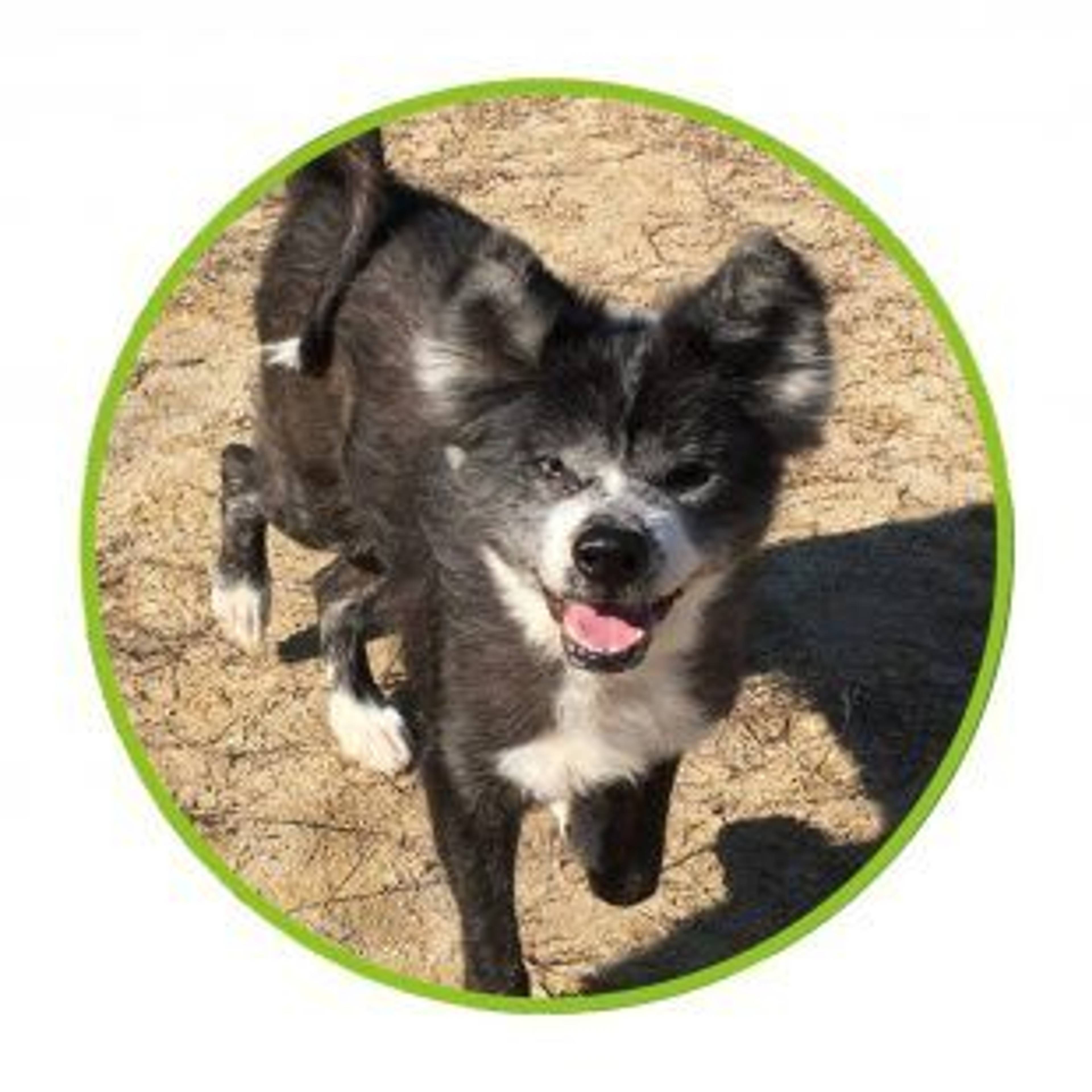秋田犬・メスの里親募集の写真