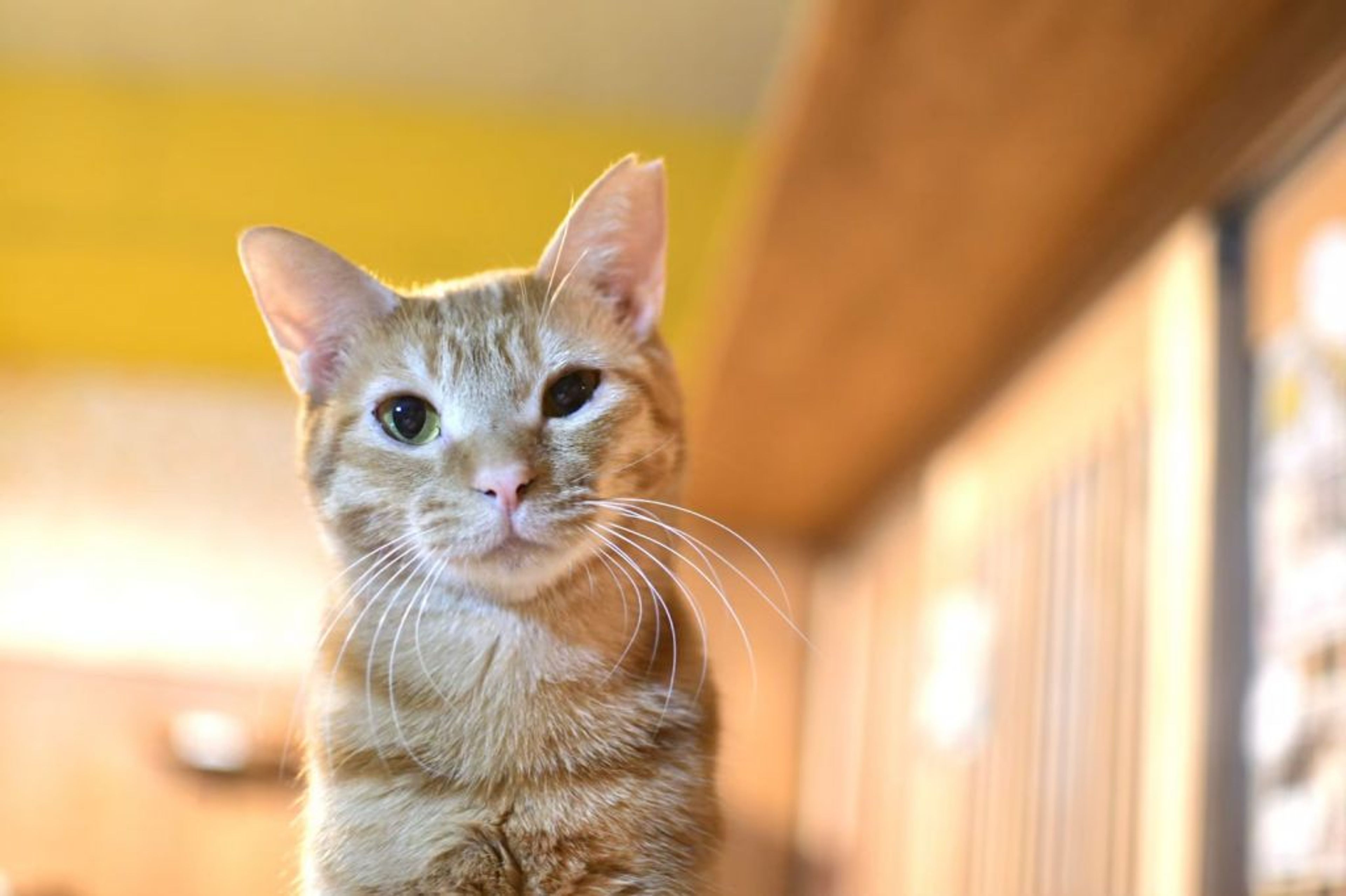 雑種（ミックス猫）・メスの里親募集の写真