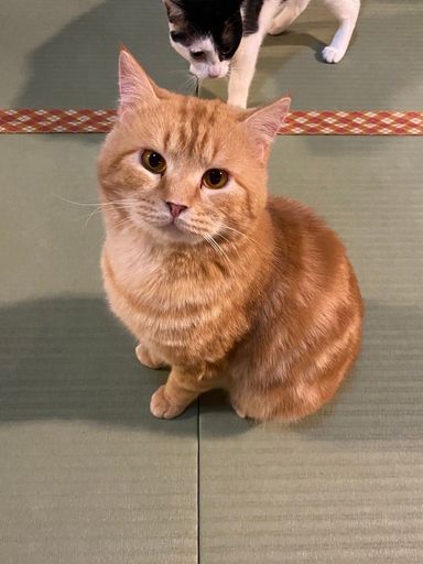 ダイソンとらおの写真