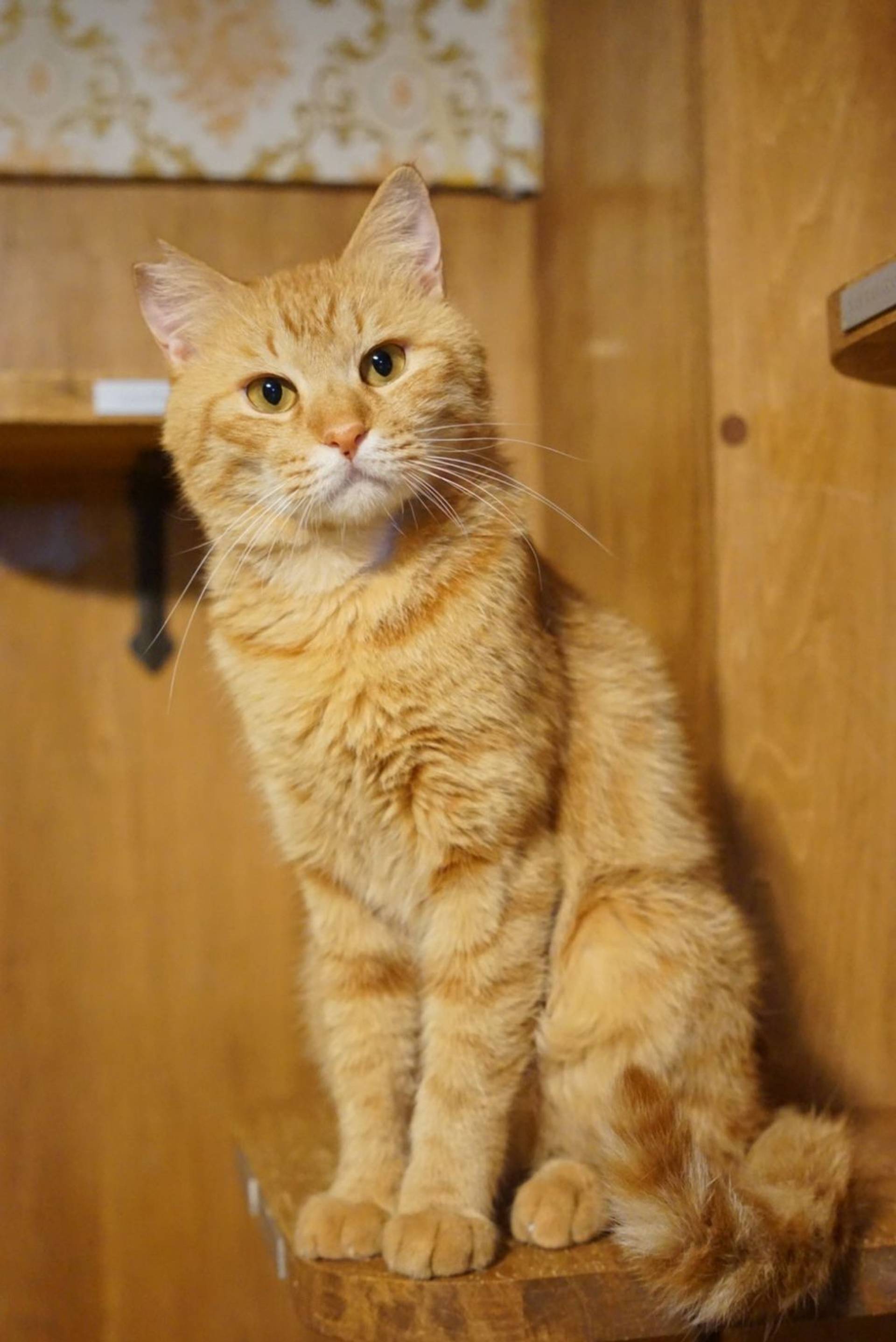 雑種（ミックス猫）・オスの里親募集の写真