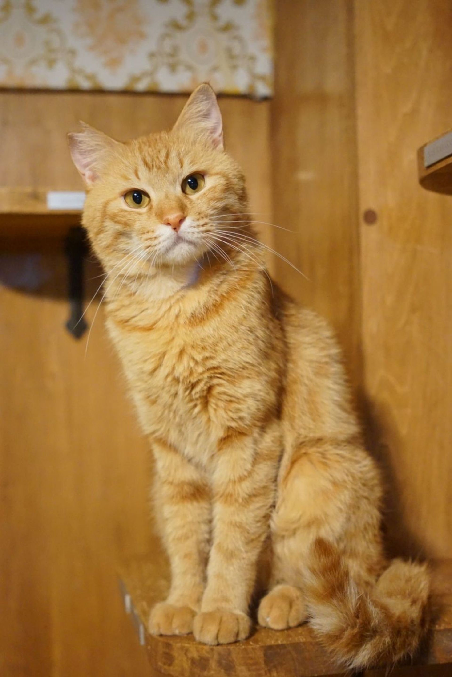 雑種（ミックス猫）・オスの里親募集の写真