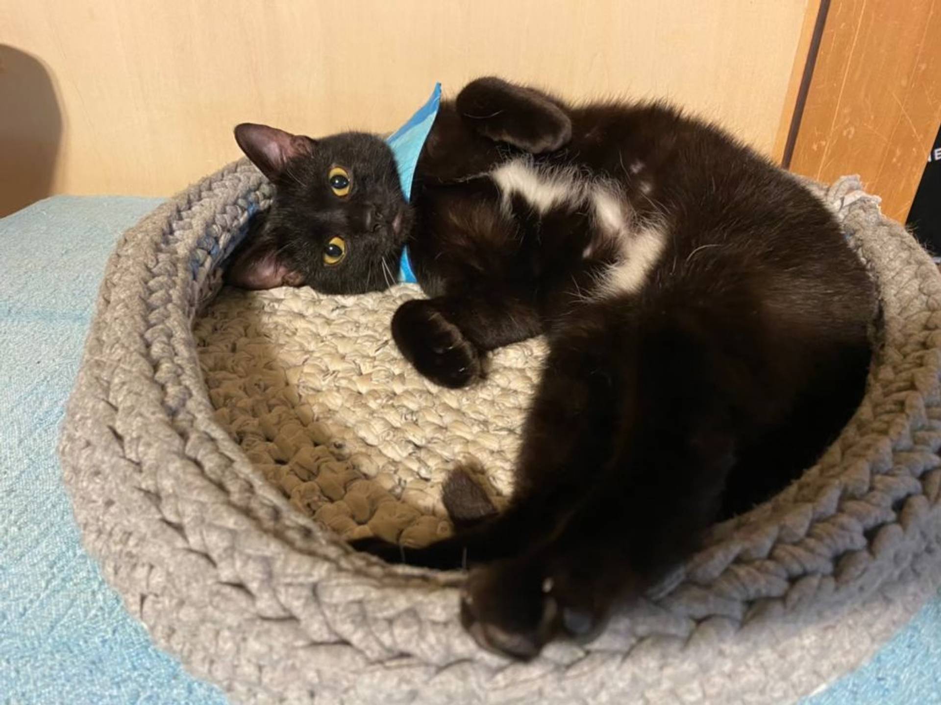 雑種（ミックス猫）・オスの里親募集の写真