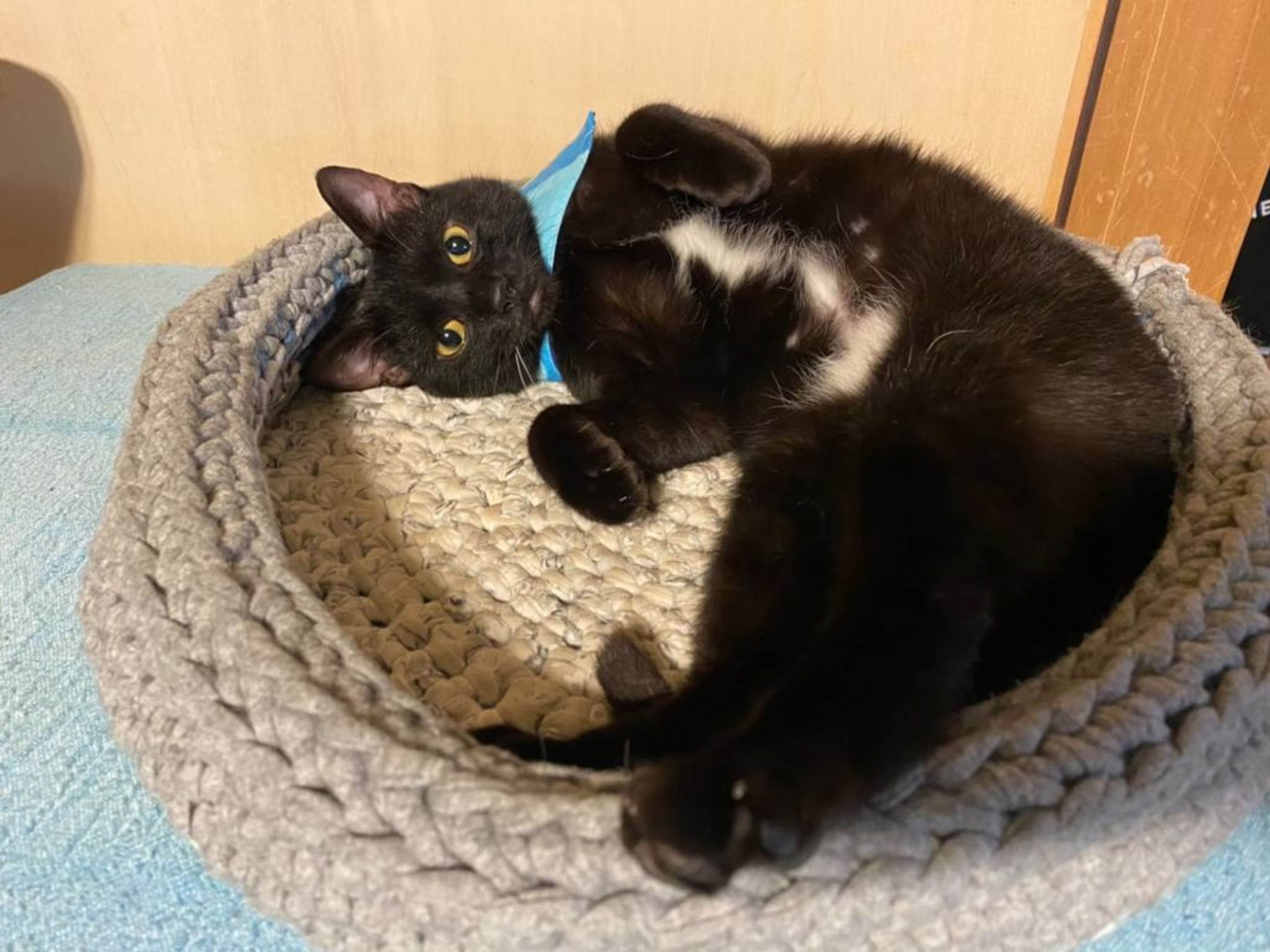 雑種（ミックス猫）・オスの里親募集の写真