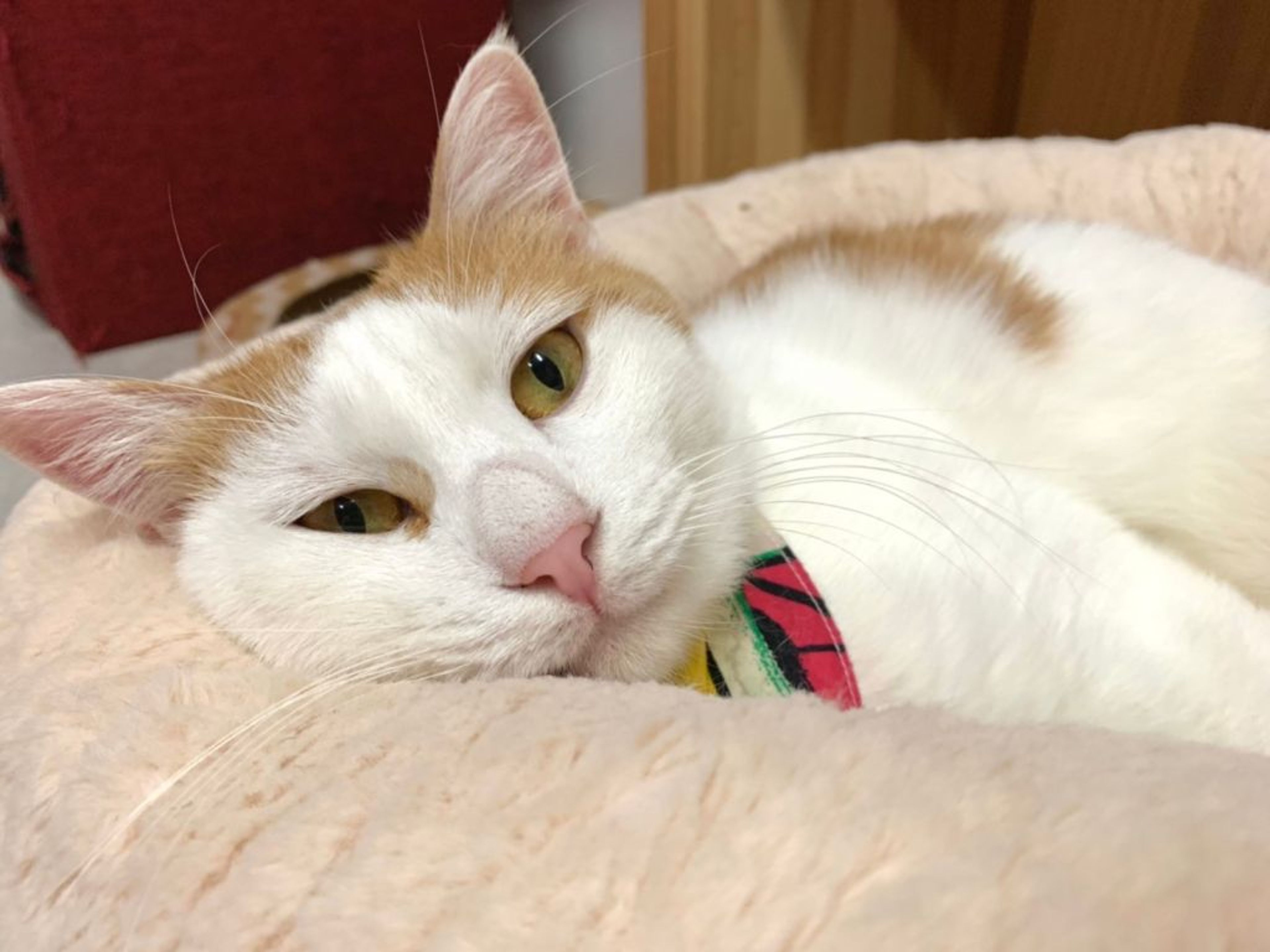 雑種（ミックス猫）・オスの里親募集の写真
